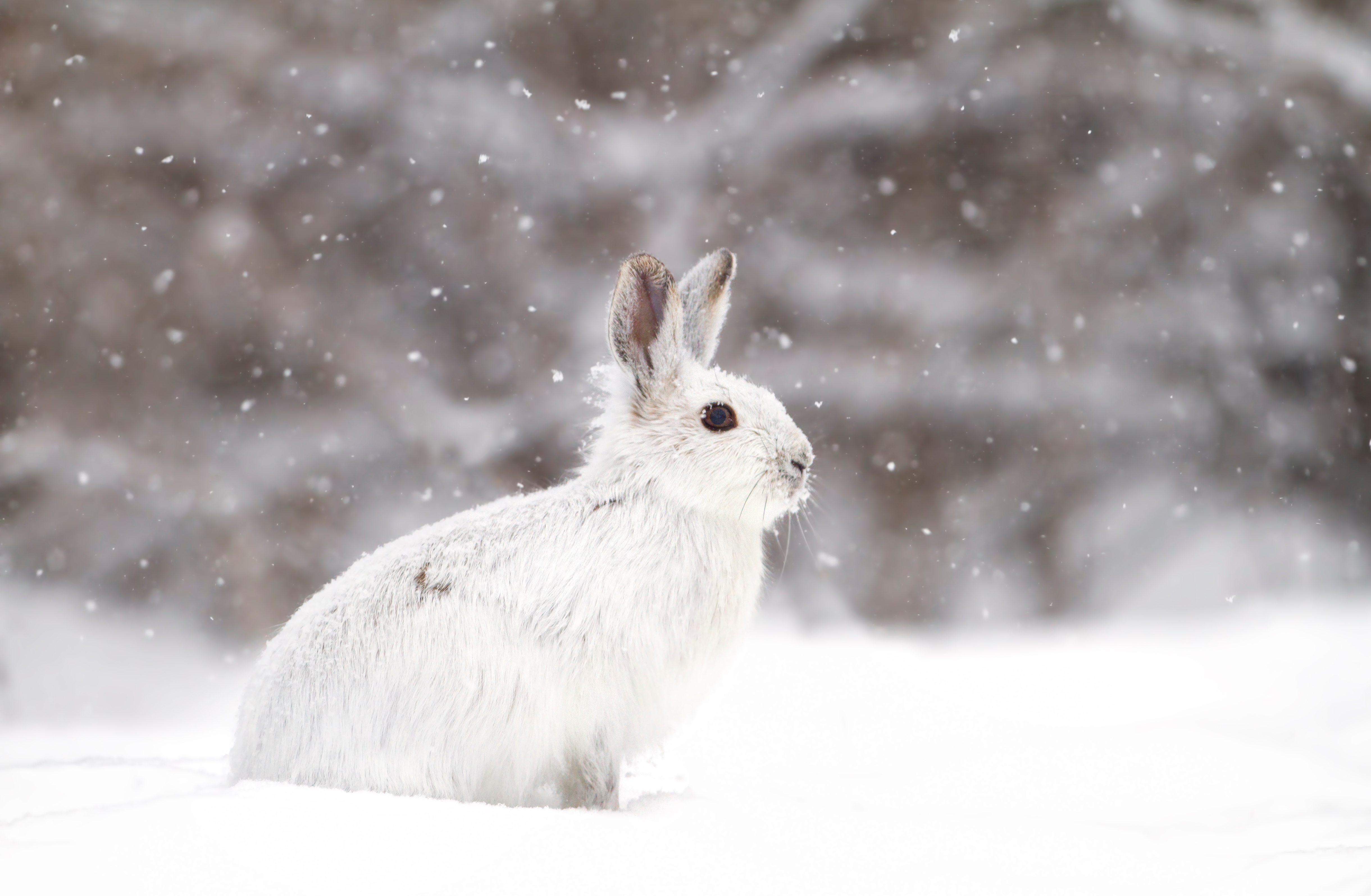 A snowshoe hair standing in the snow