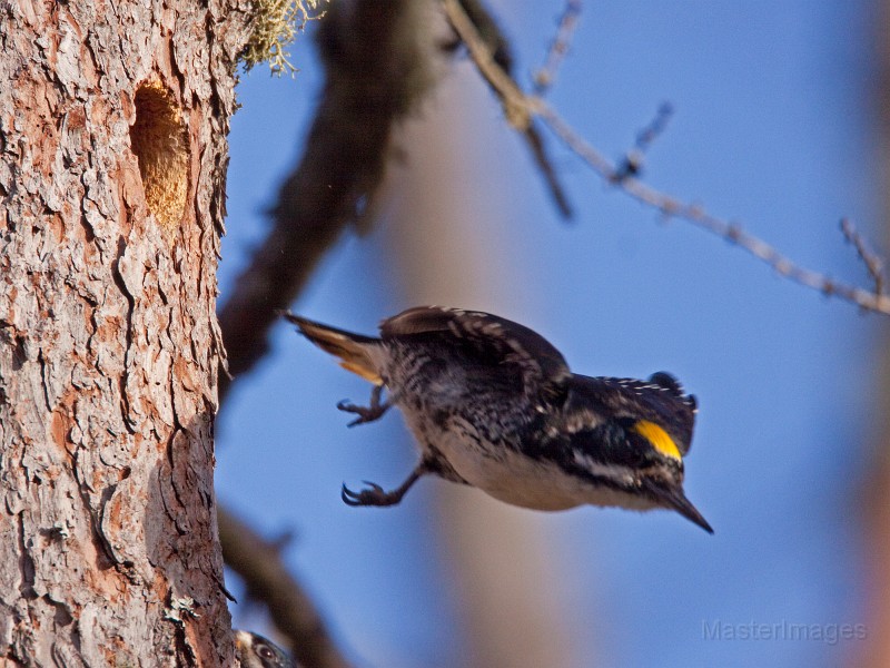 Black-backed Woodpecker