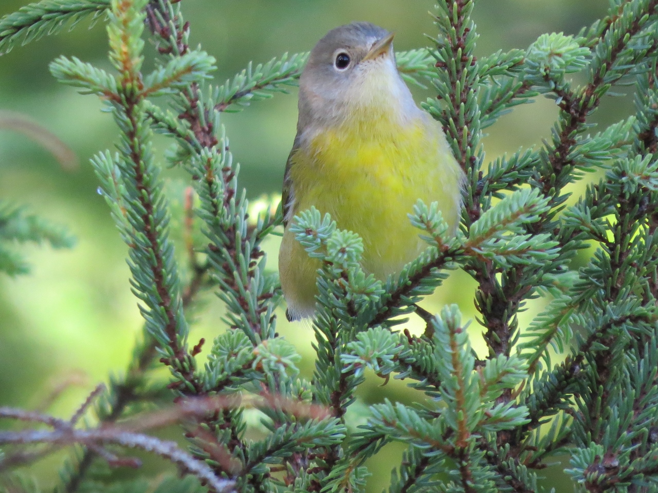 Nashville Warbler at Sabattis Bog. Photo by Joan Collins