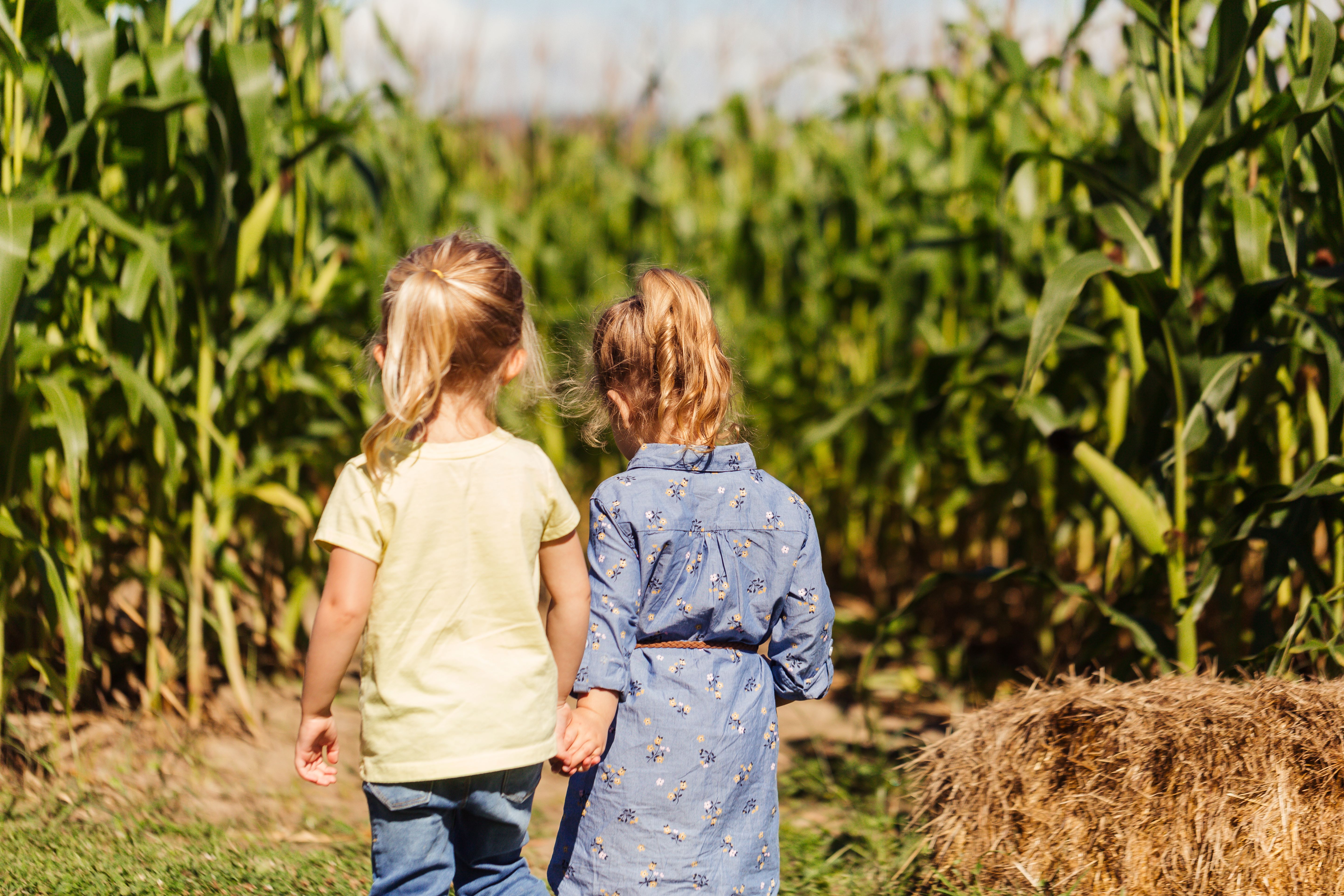 Two young girls stand at the entrance to a corn maze