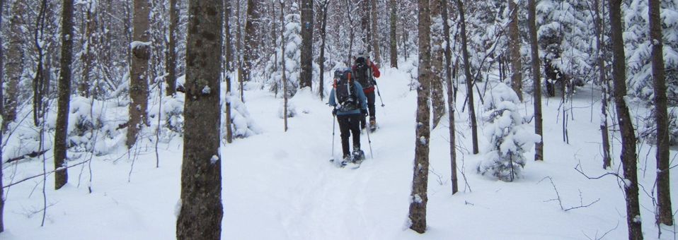 Snowshoers in the woods