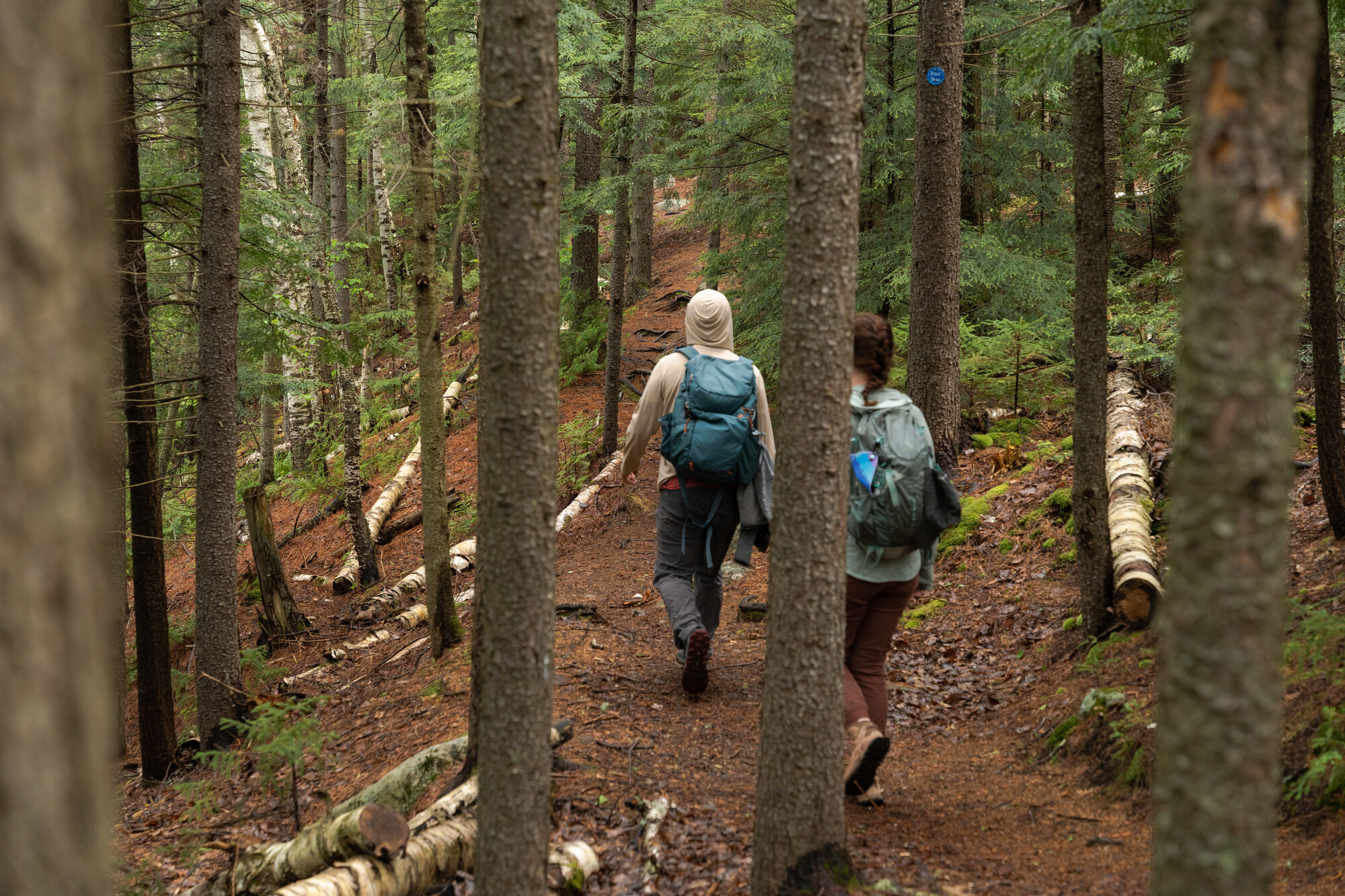 Two hikers with backpacks walk away from camera on trail in pine forest