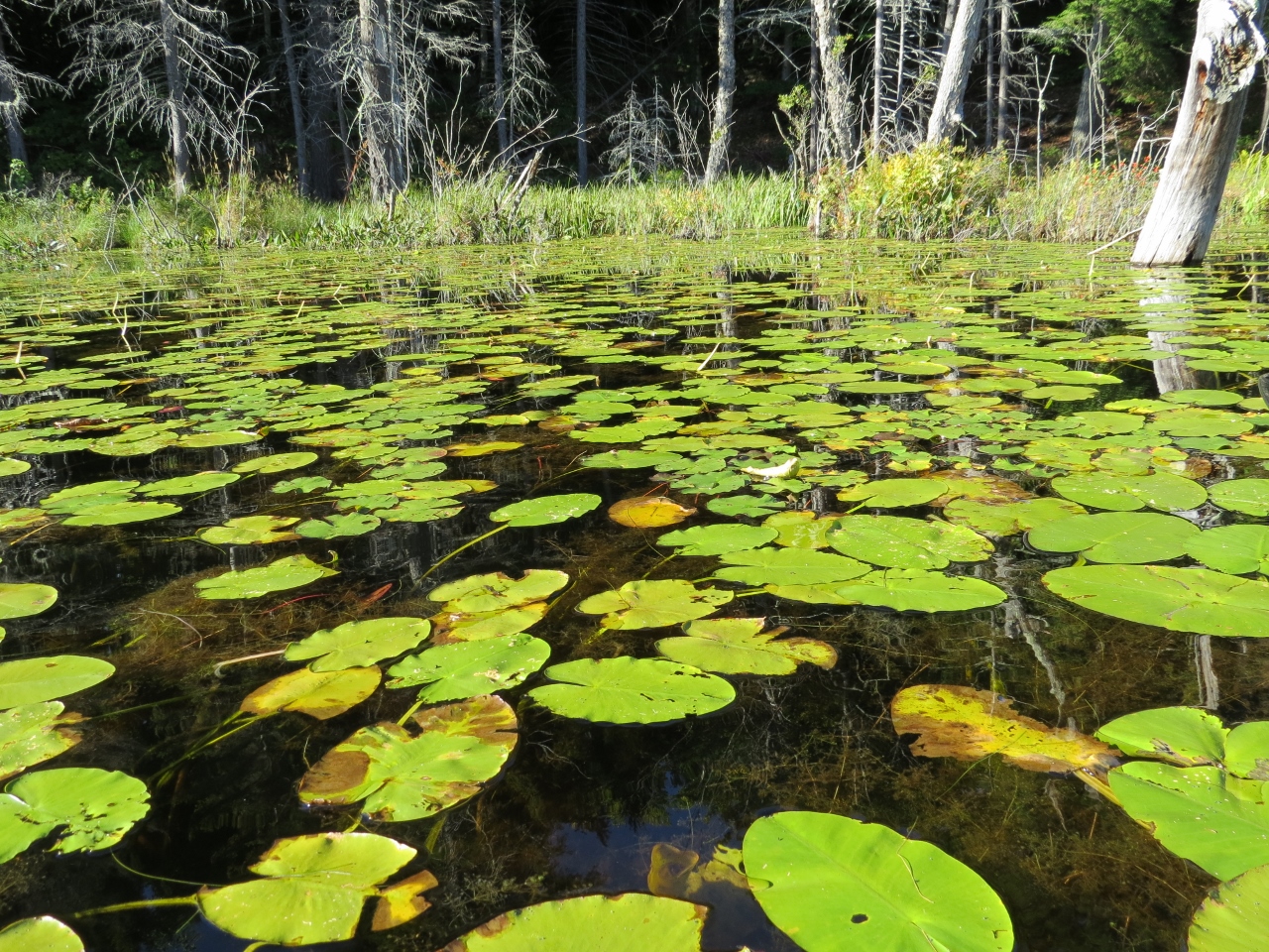 Essex Chain Lakes, Fifth to Sixth Lake water lilies