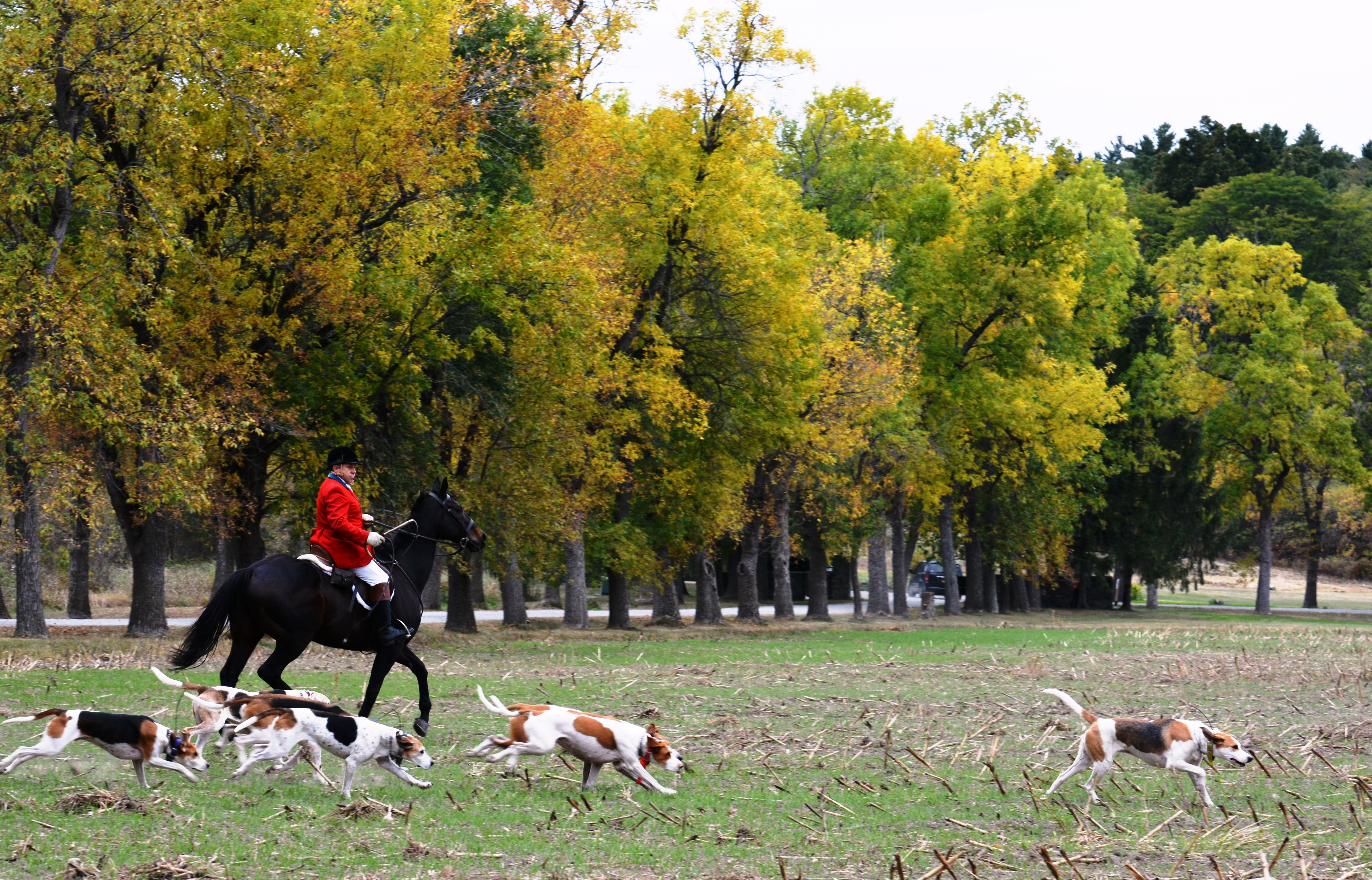 A person wearing a red jacket rides a horse across a field, alongside a group of running hound dogs