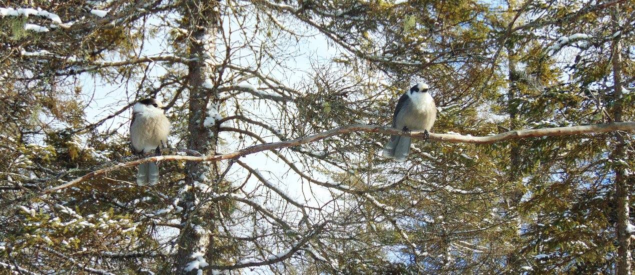 Two grey fluffy birds perched on a branch.