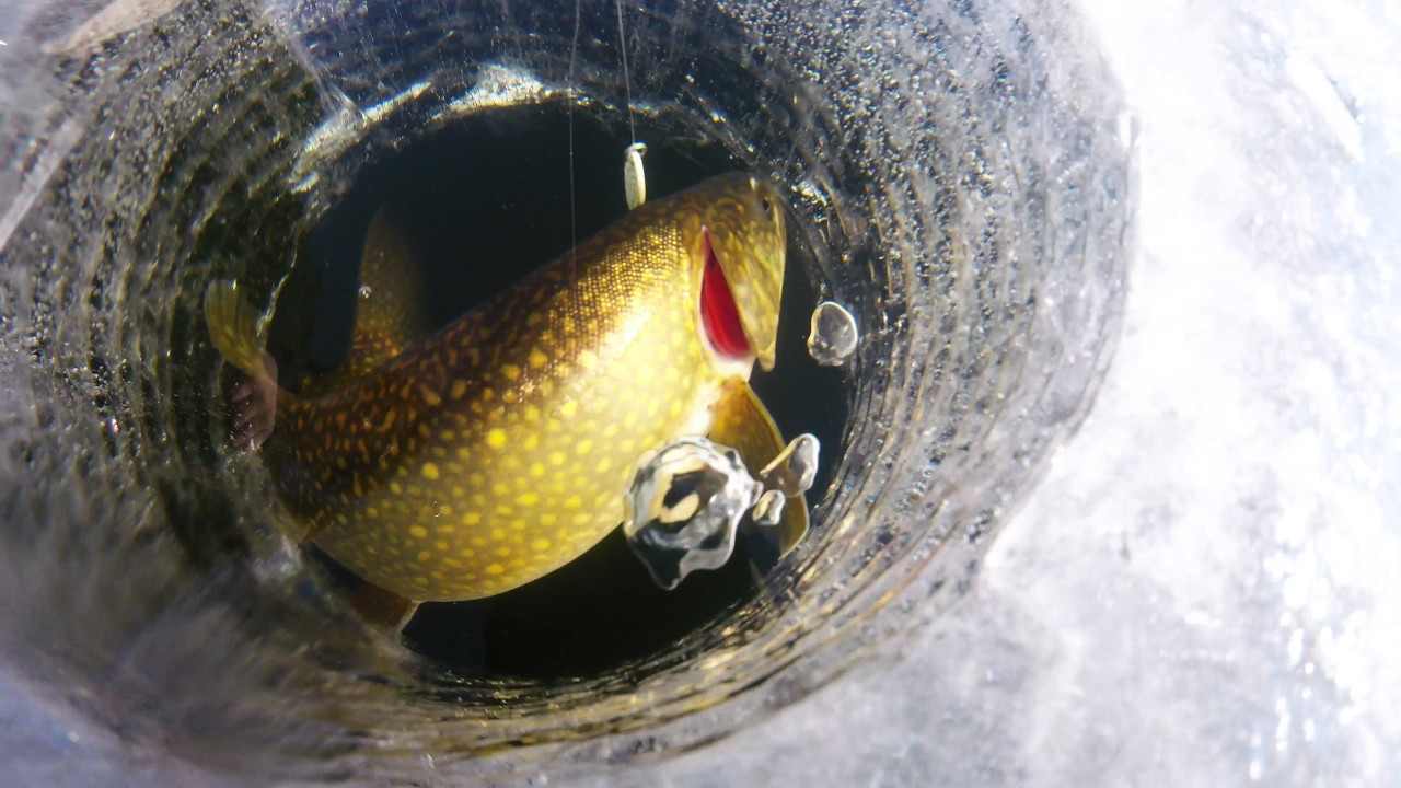 The suspense is high, since the strike occurs under the ice, where the fish cannot be seen.