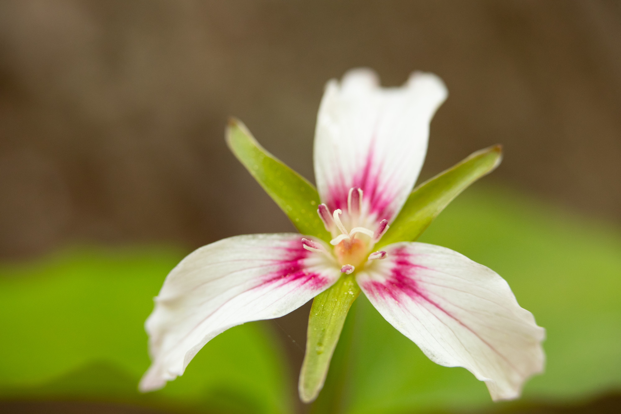 A flower in spring time.