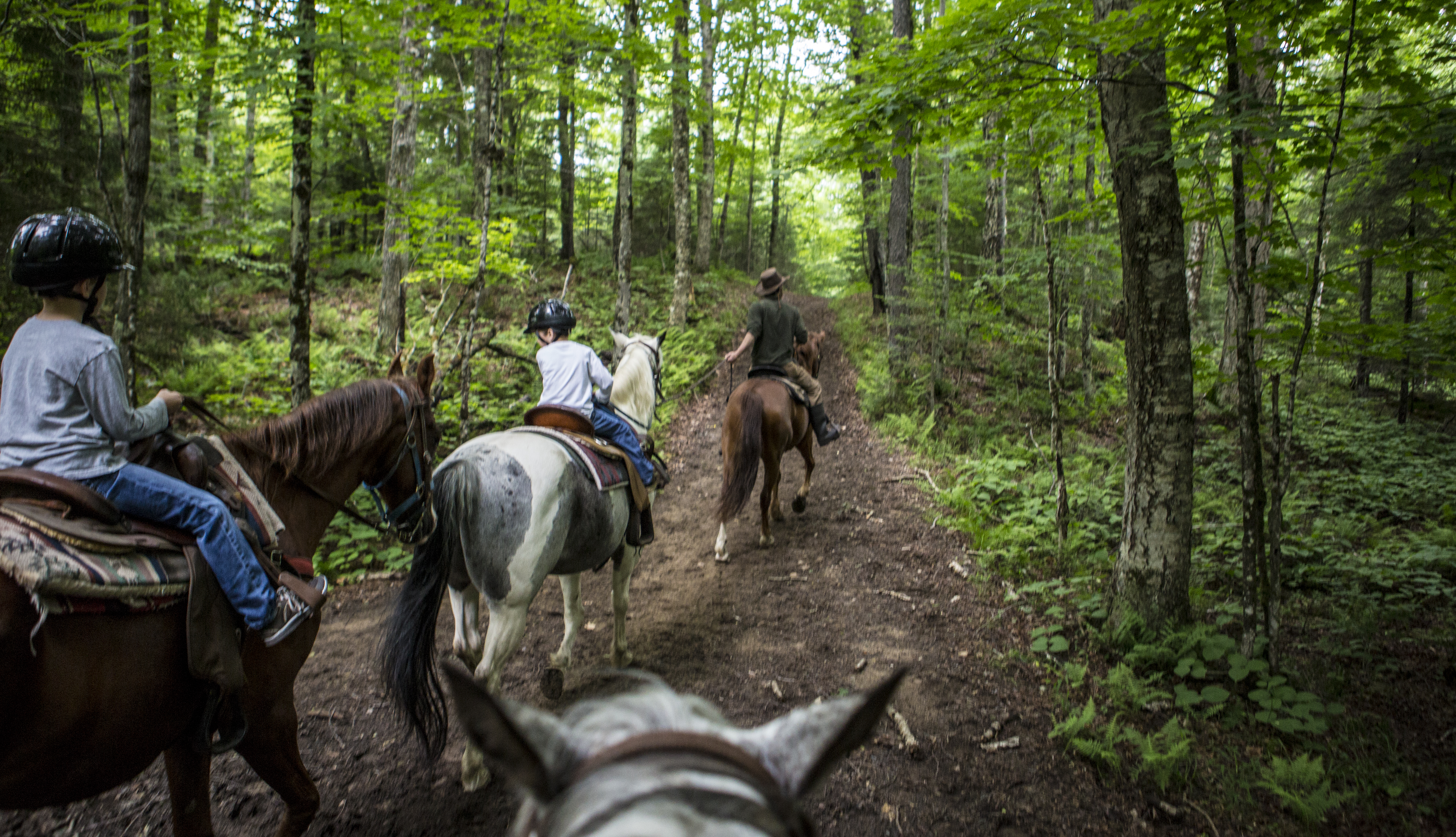 Let the horse do the walking!