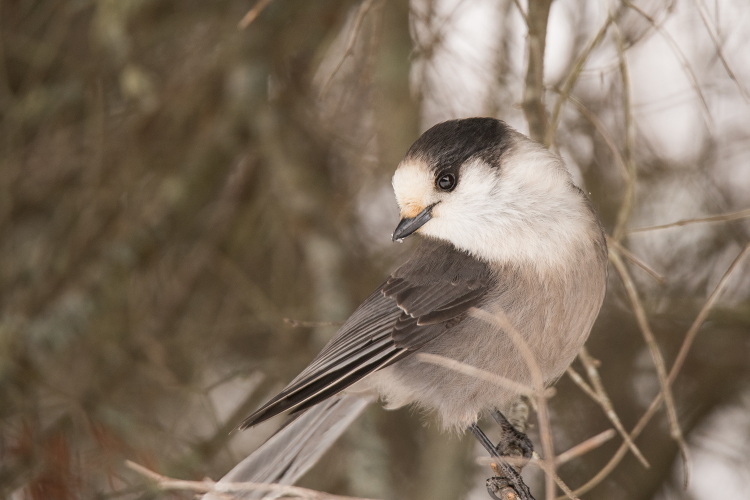 Gray Jay at Sabattis Bog by Sue Barth