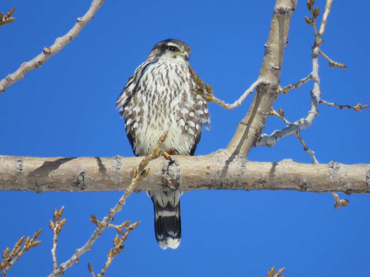 Merlin.  Photo by Joan Collins