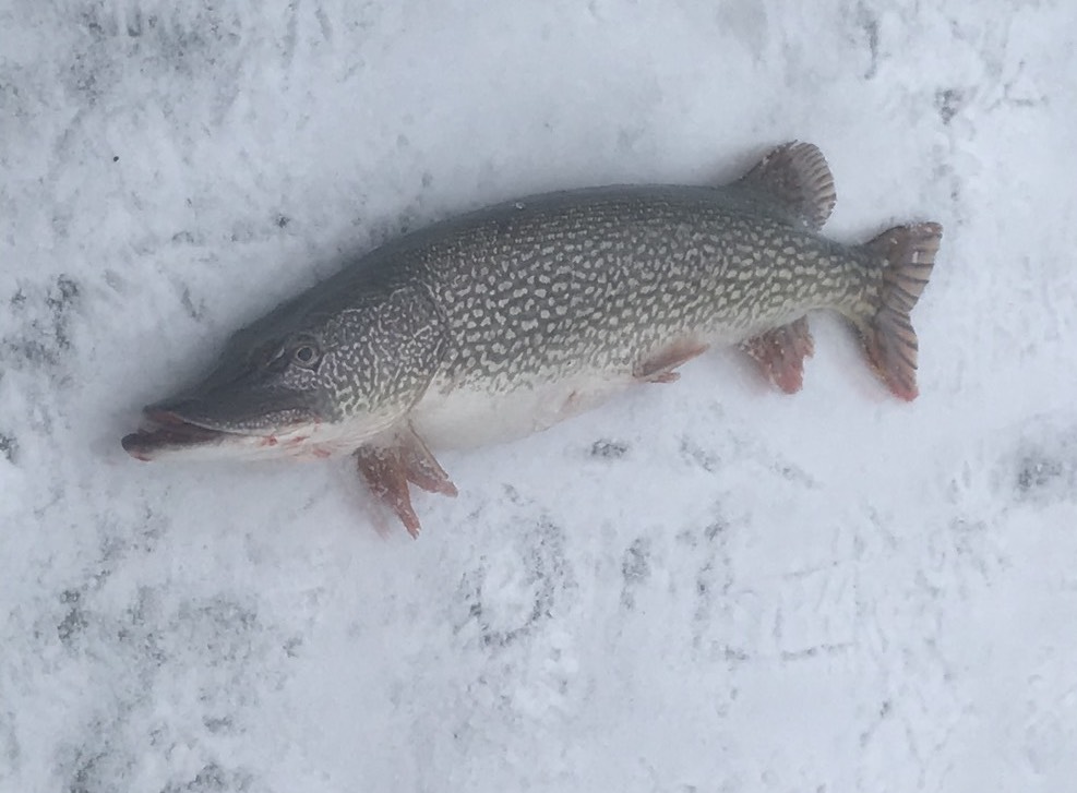 A northern pike caught by Matthew Brassard. Photo courtesy Matthew Brassard.