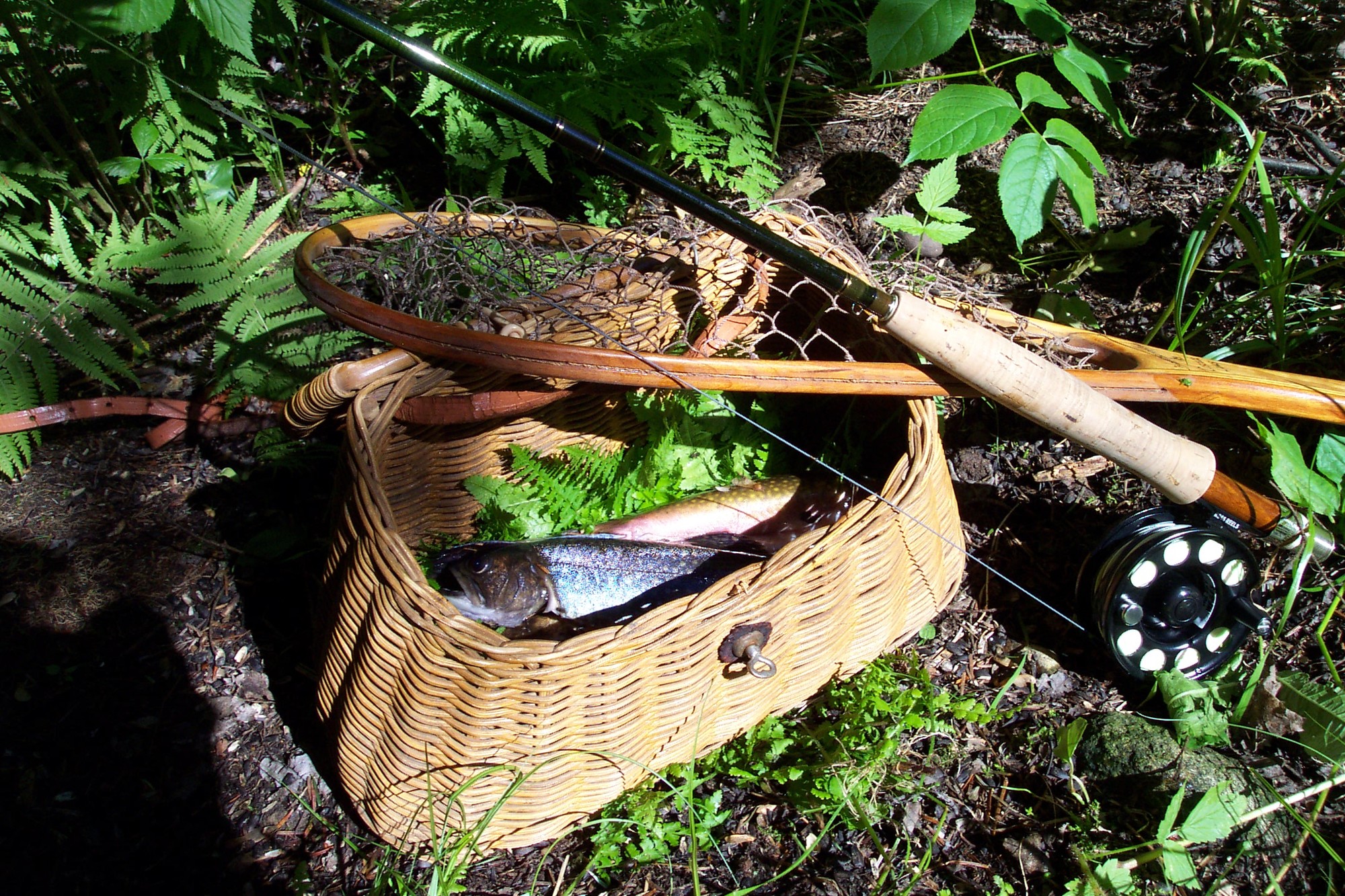 Trout in a fishing creel with a fly fishing rod and net set in a forest.