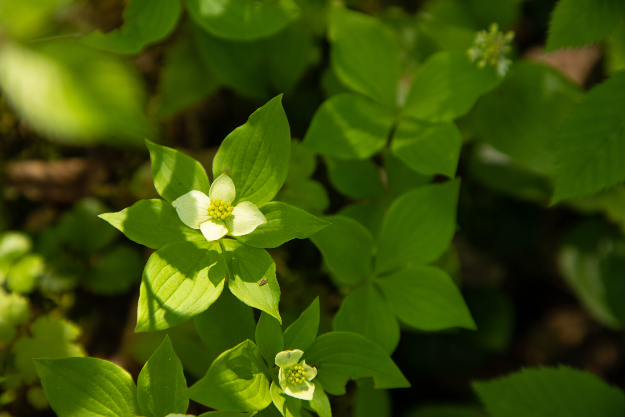 A bunchberry plant