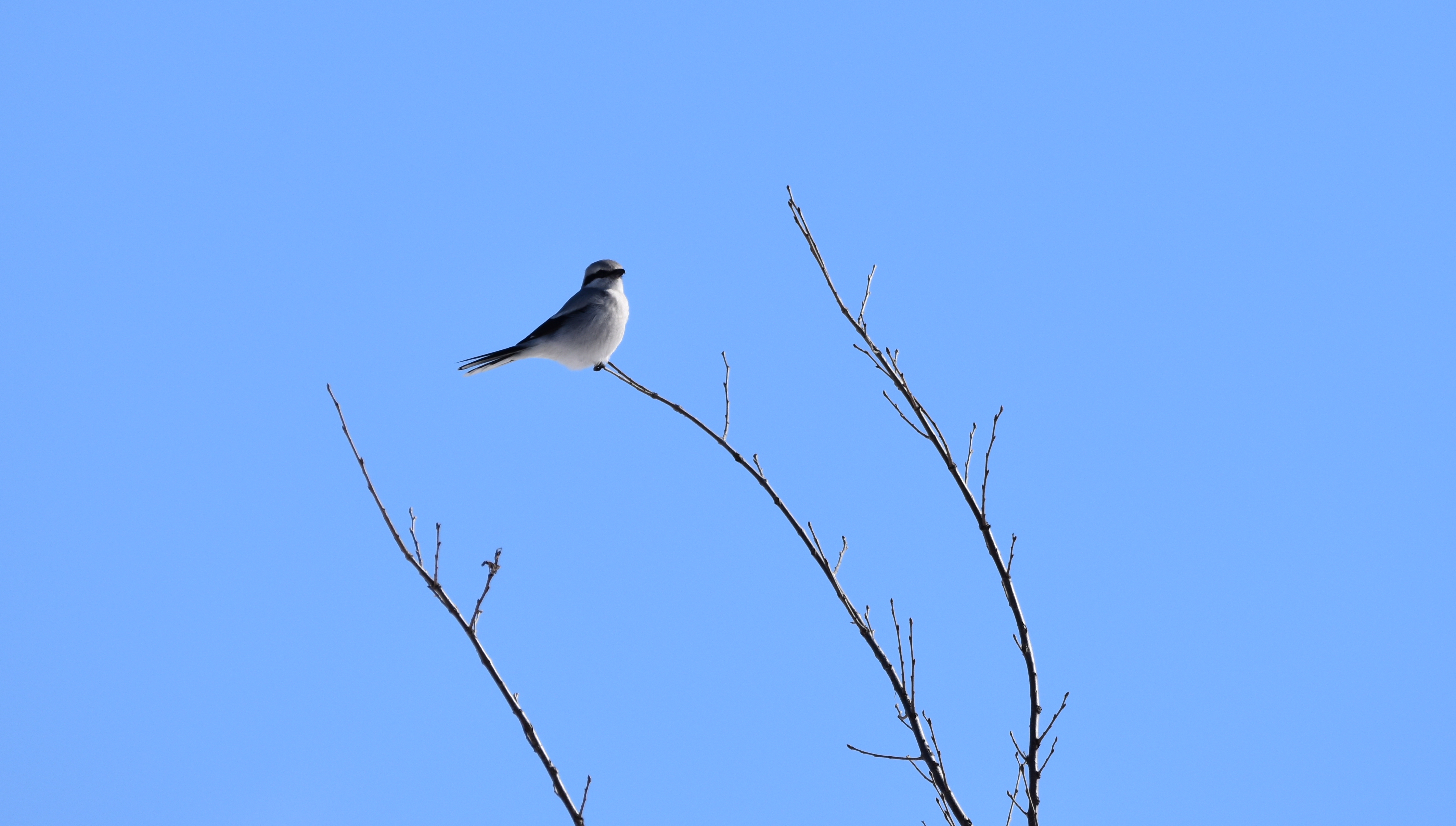 A small grey bird sits in a tree with bare branches against a blue sky.