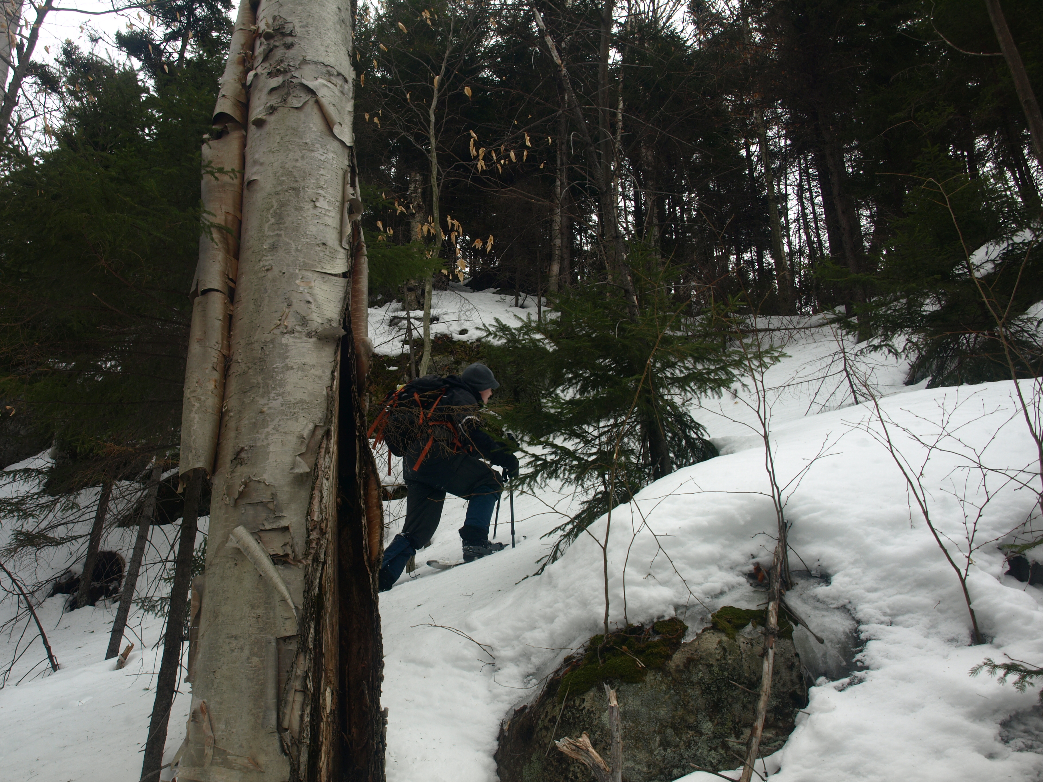 Snowshoeing