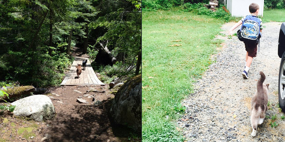 Brody & Cole starting the day's adventure vs. Whitey walking the kid to the bus then heading home for a nap.