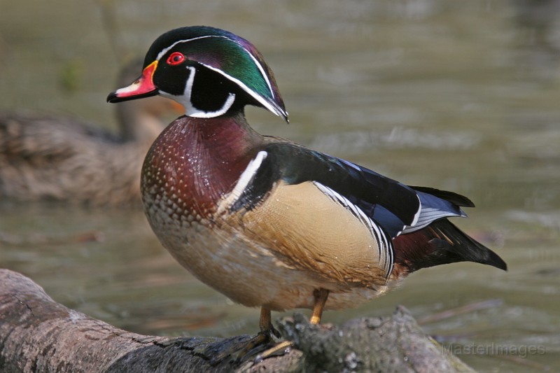 Wood Duck - larry