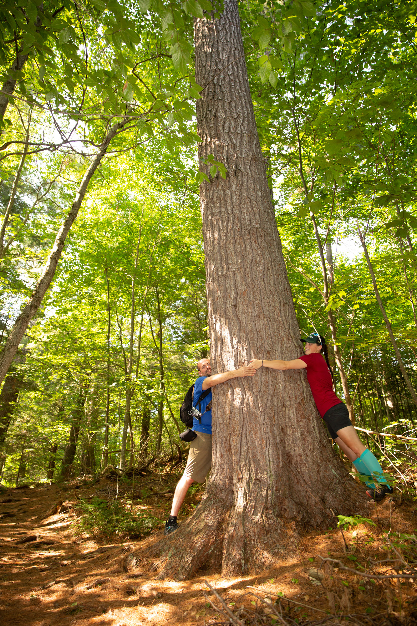 Two people hug a giant pine tree