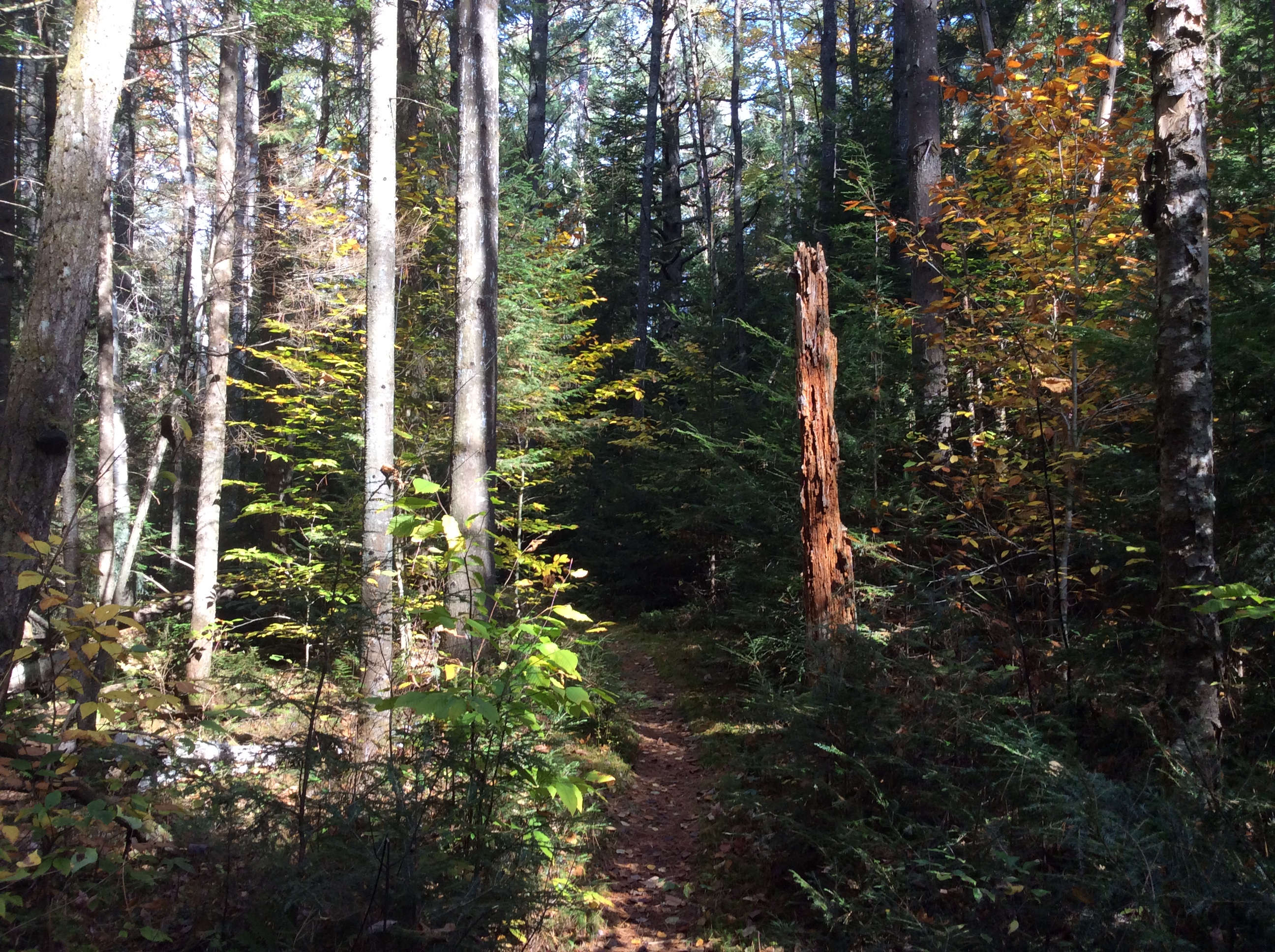 When the leaves start to fall, the sunlight brightens the forest path in a new way.