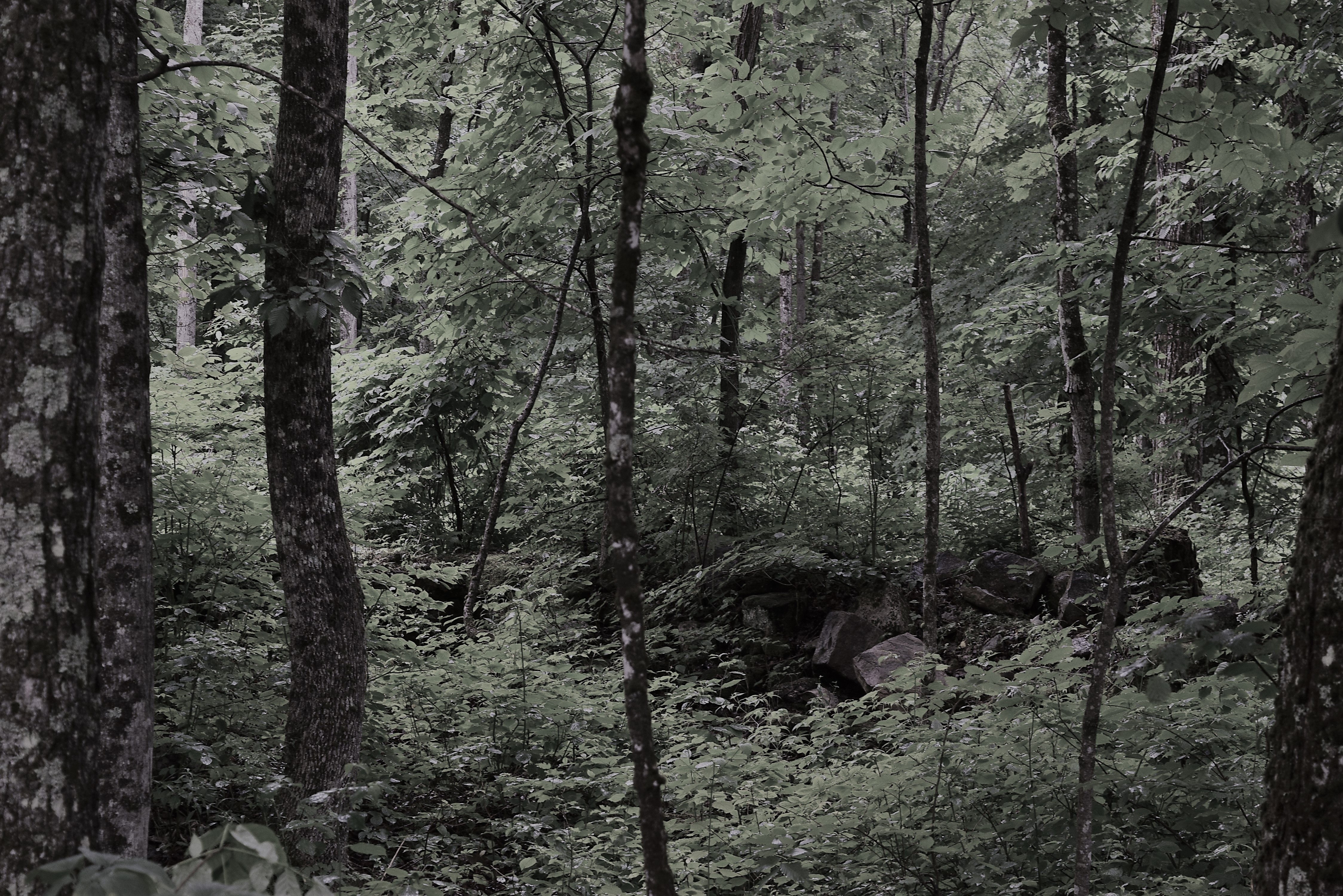 Rhinelander estate ruins