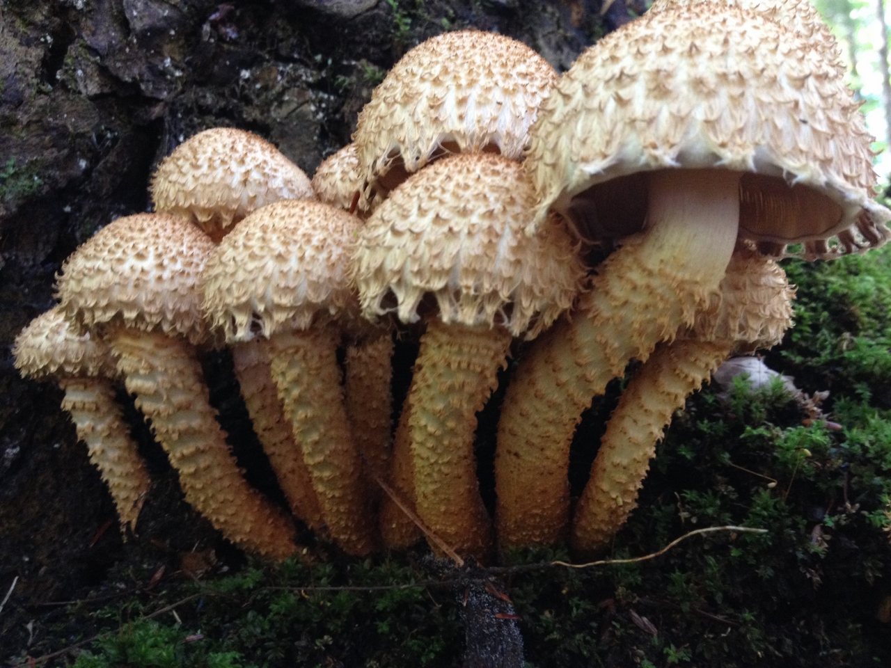 OK Slip Falls Mushrooms