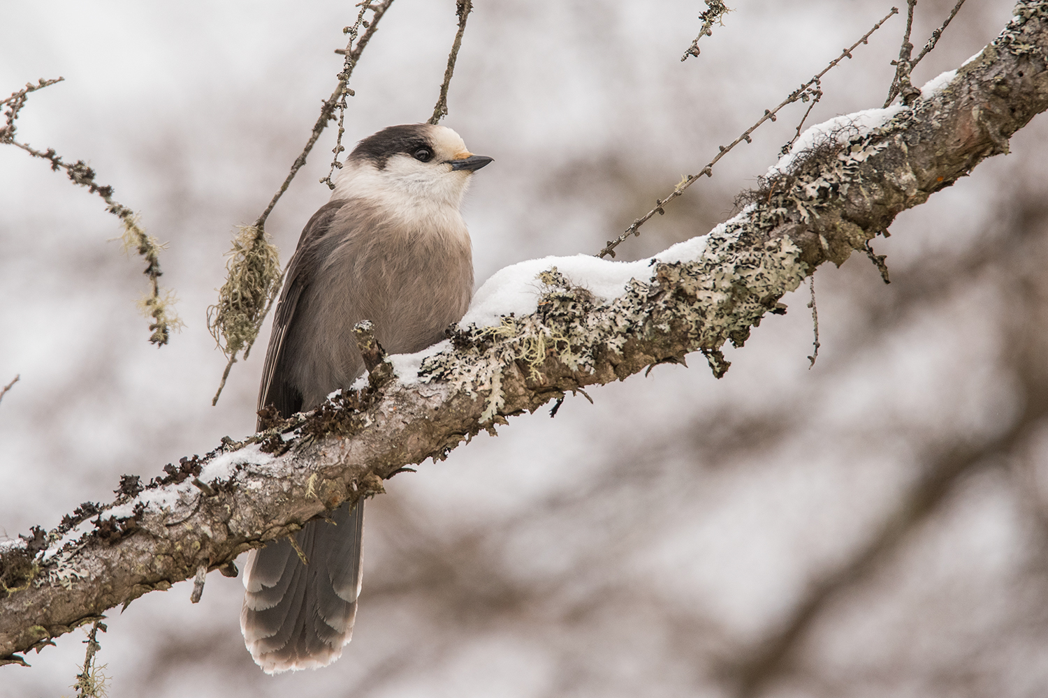 Gray Jay at Sabattis Bog by Sue Barth