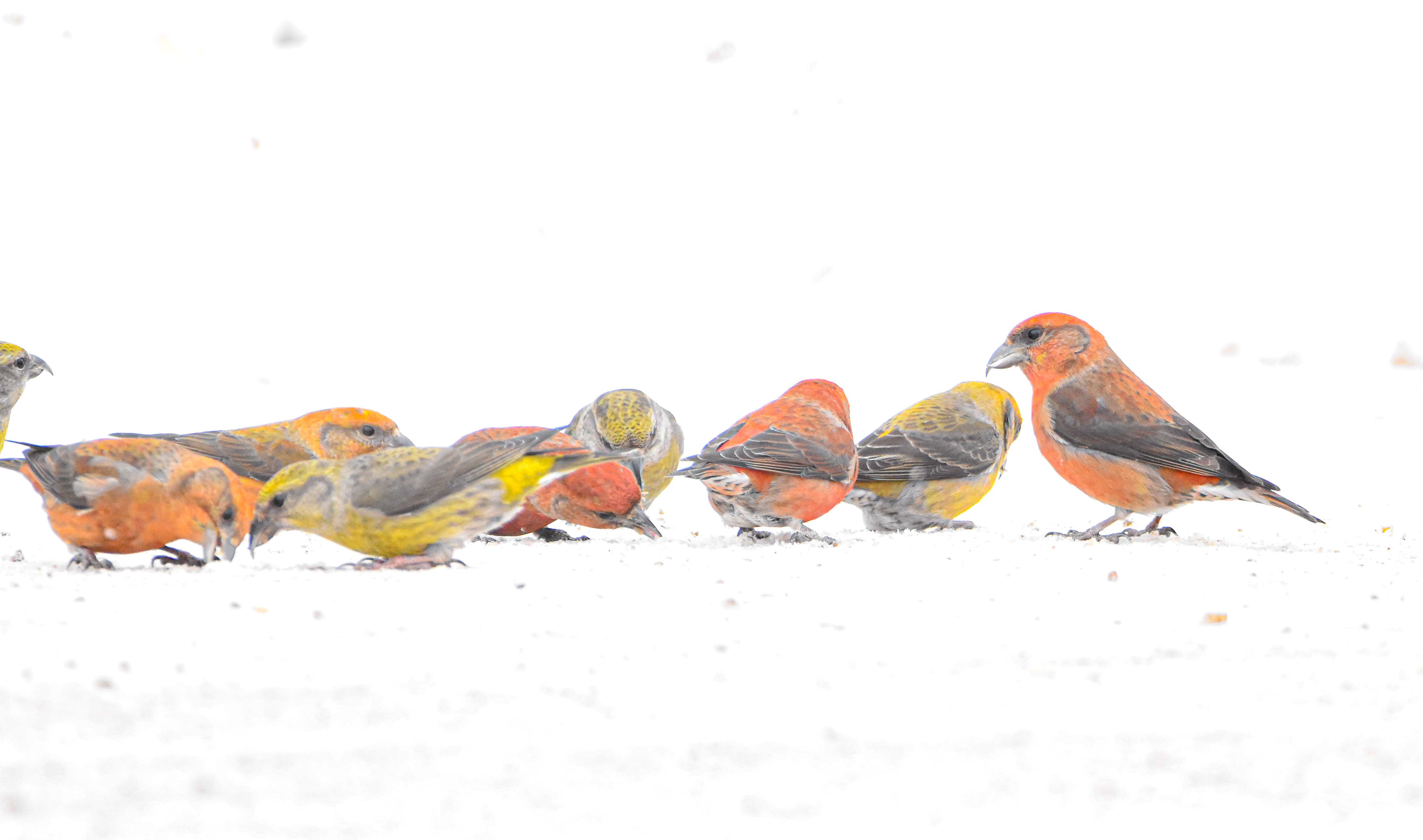 a group of Red Crossbills eat food in the snow. 