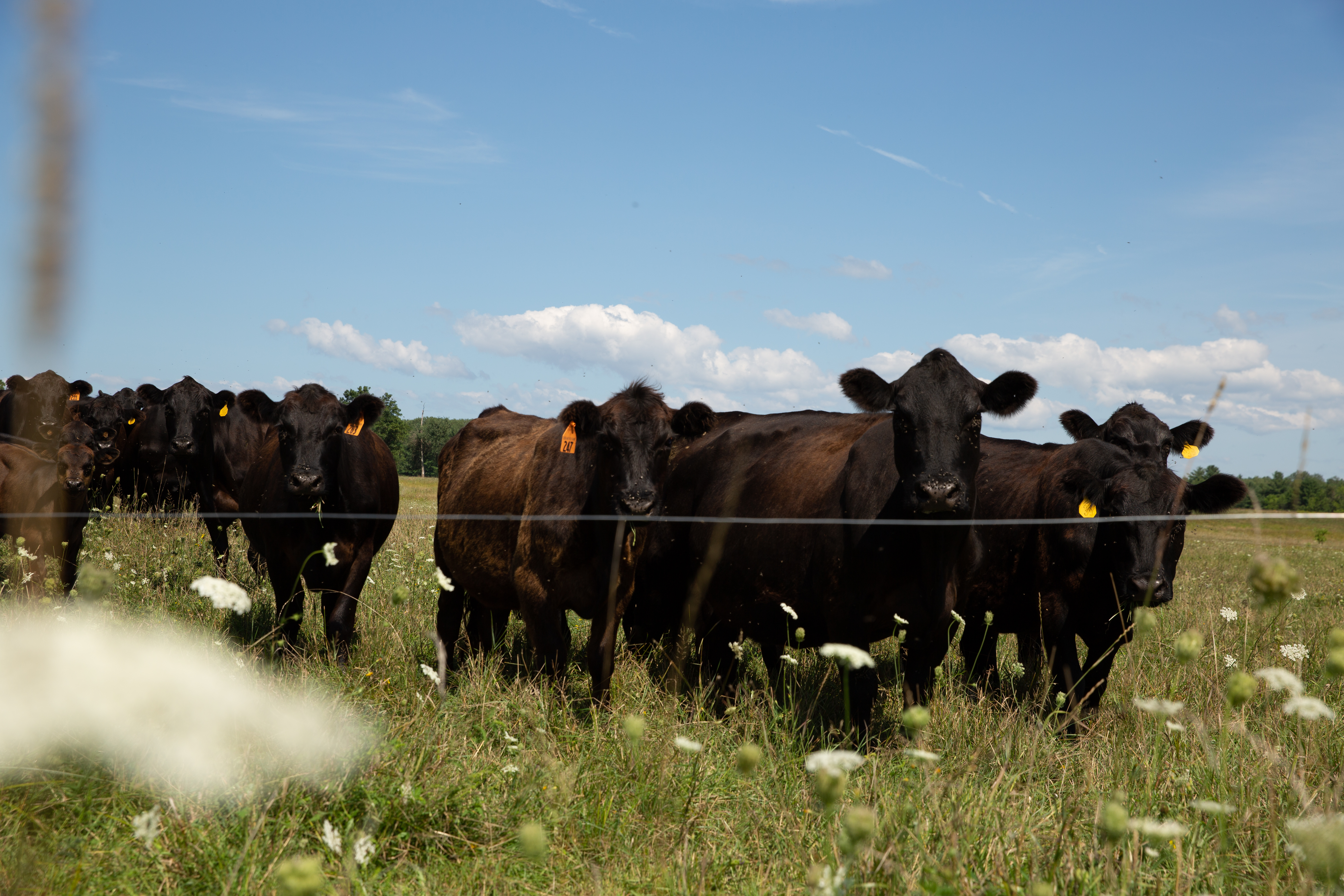 Cows in the pasture