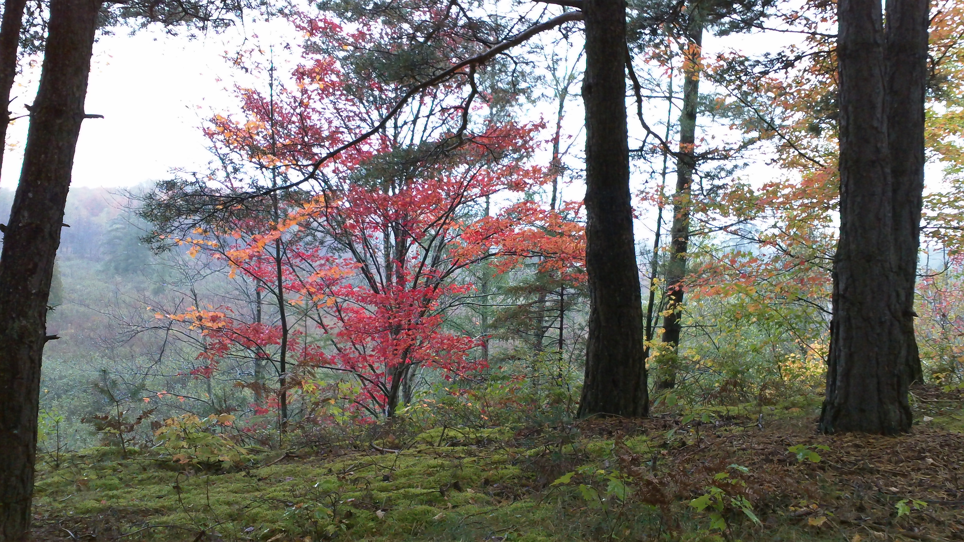 The Moose River Plains in Autumn