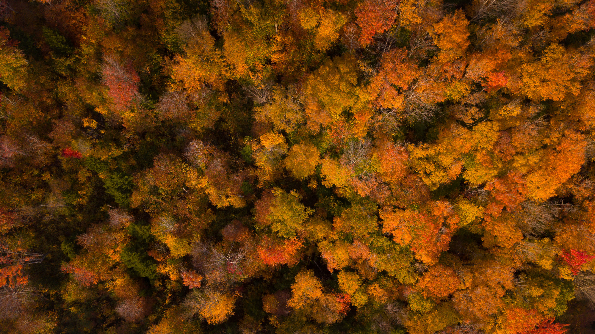 A view from above of fall foliage autumn trees.