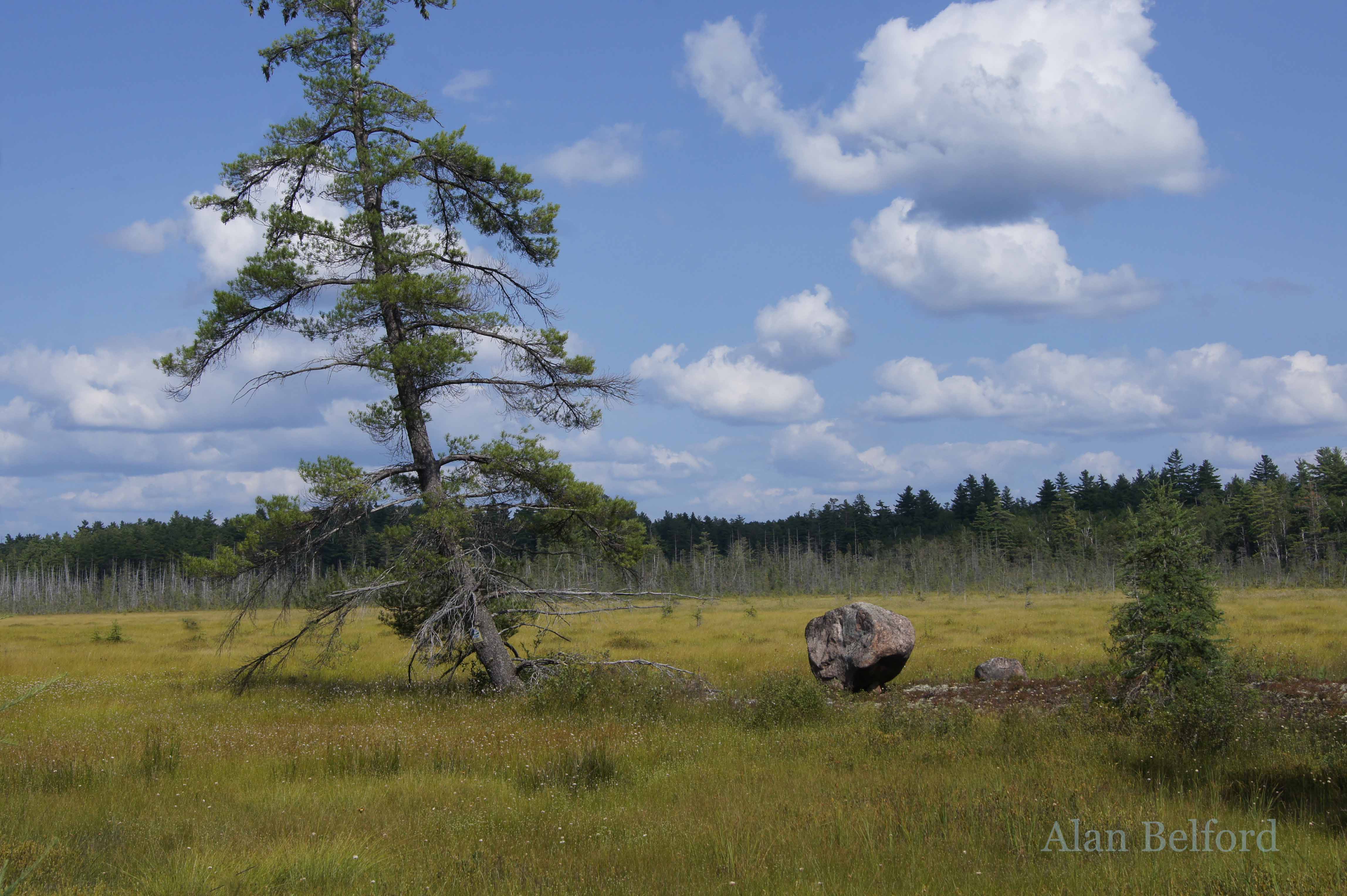 Even without the birds, the bog is impressive to see.