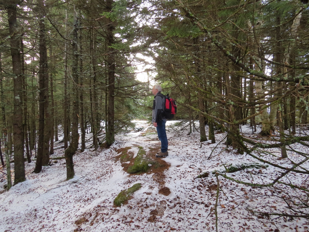 Forested summit of West Mountain