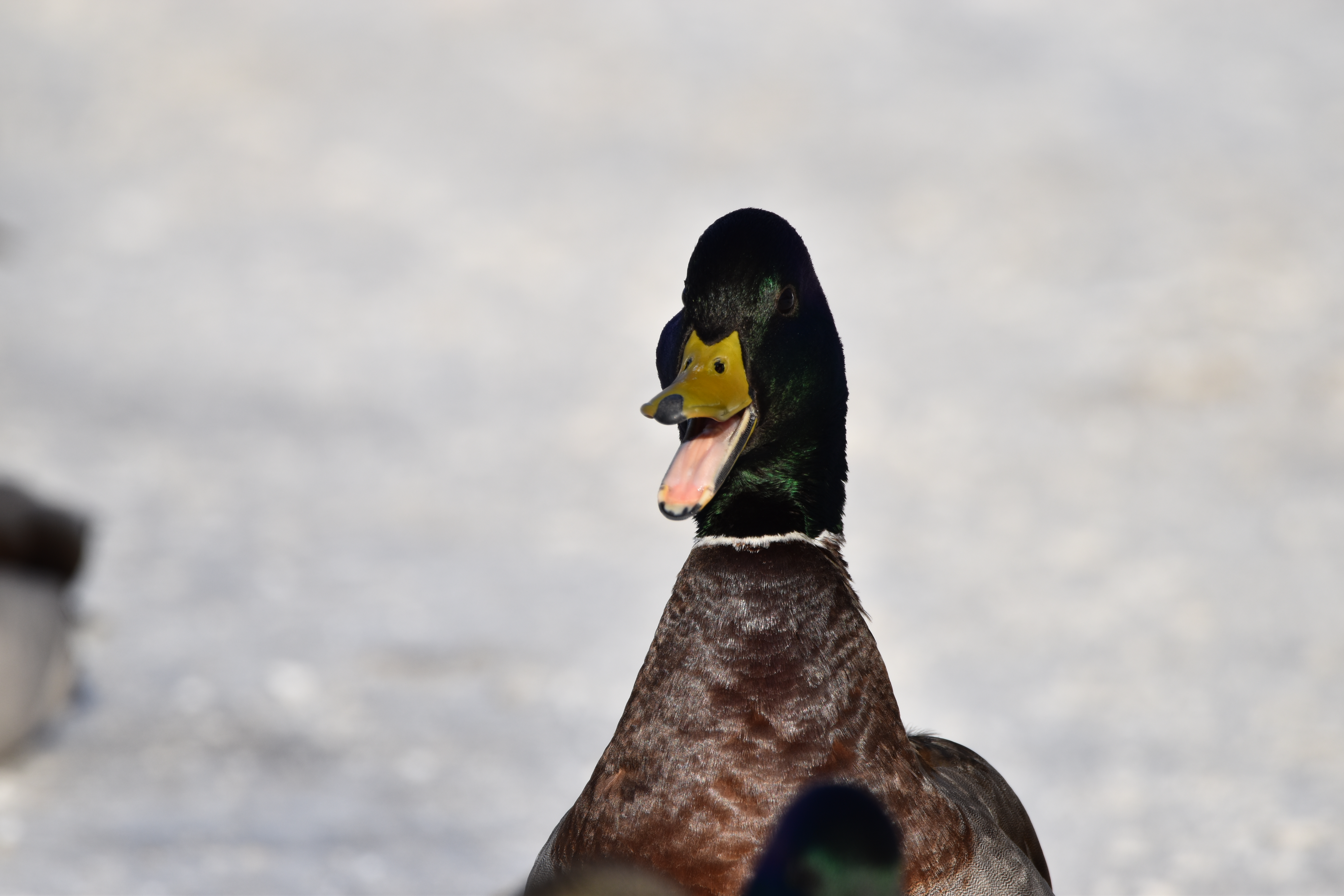 A duck with a green head opens its beak.