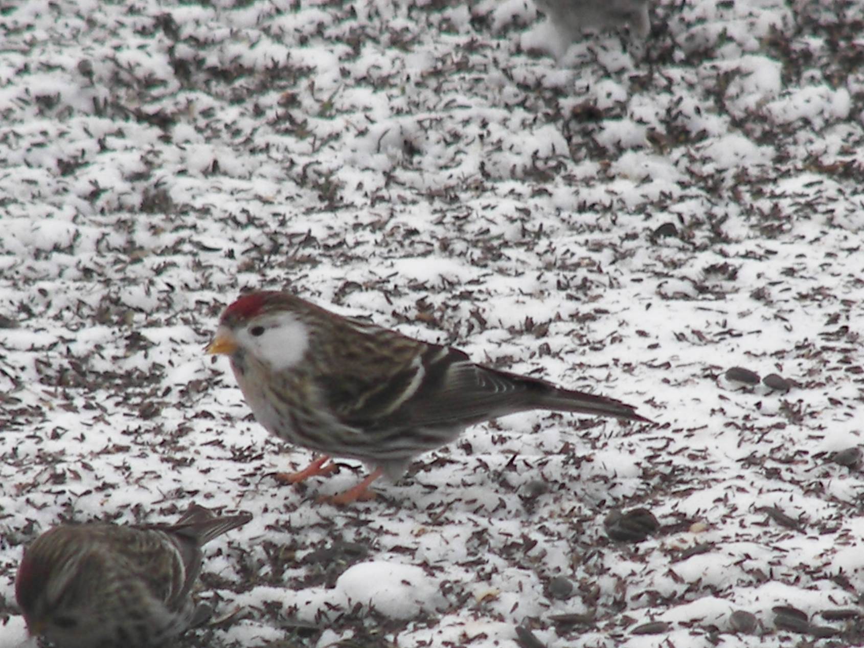 Aberrantly plumaged Common Redpoll