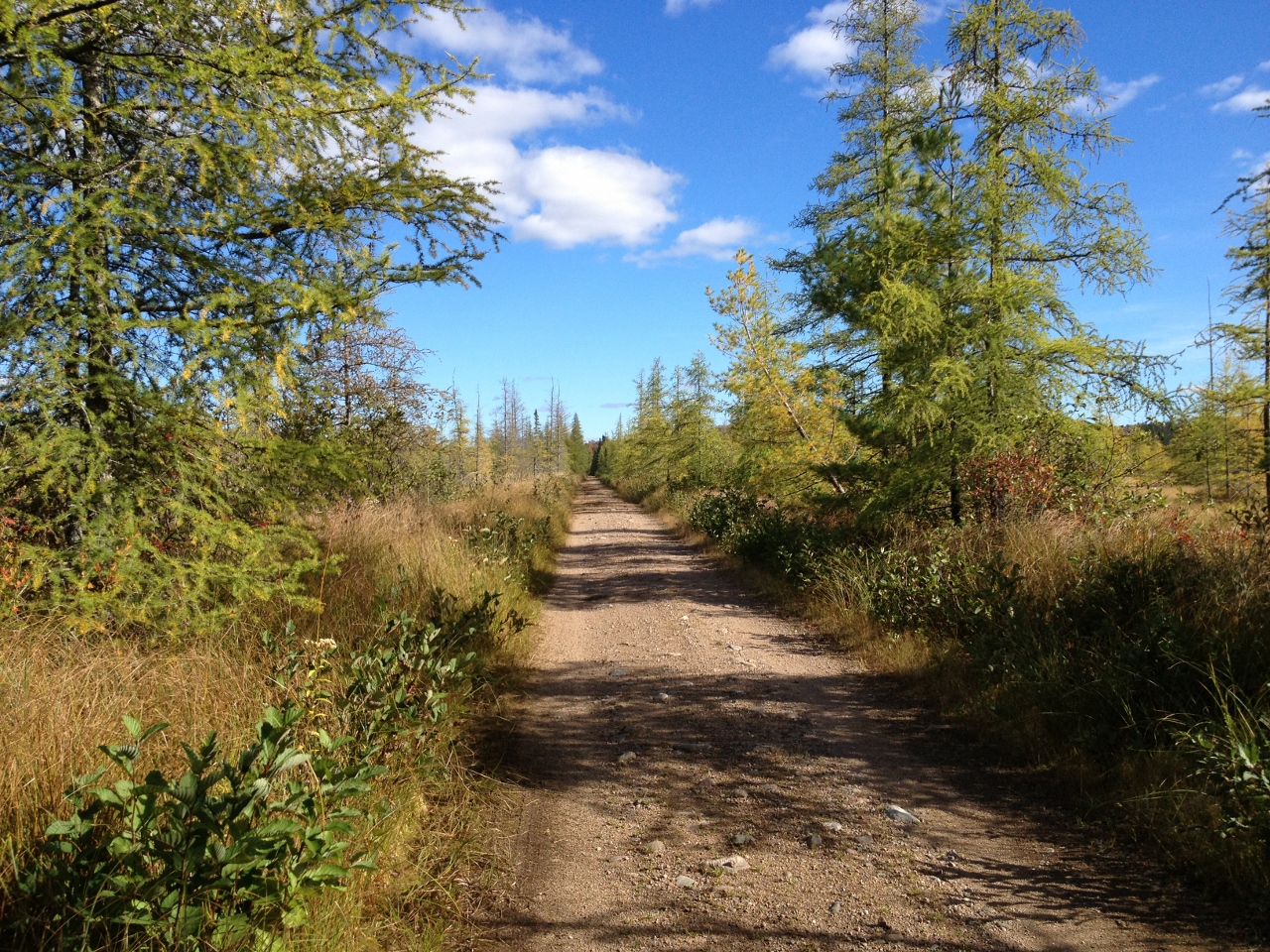 Massawepie Mire Trail. Photo by Joan Collins