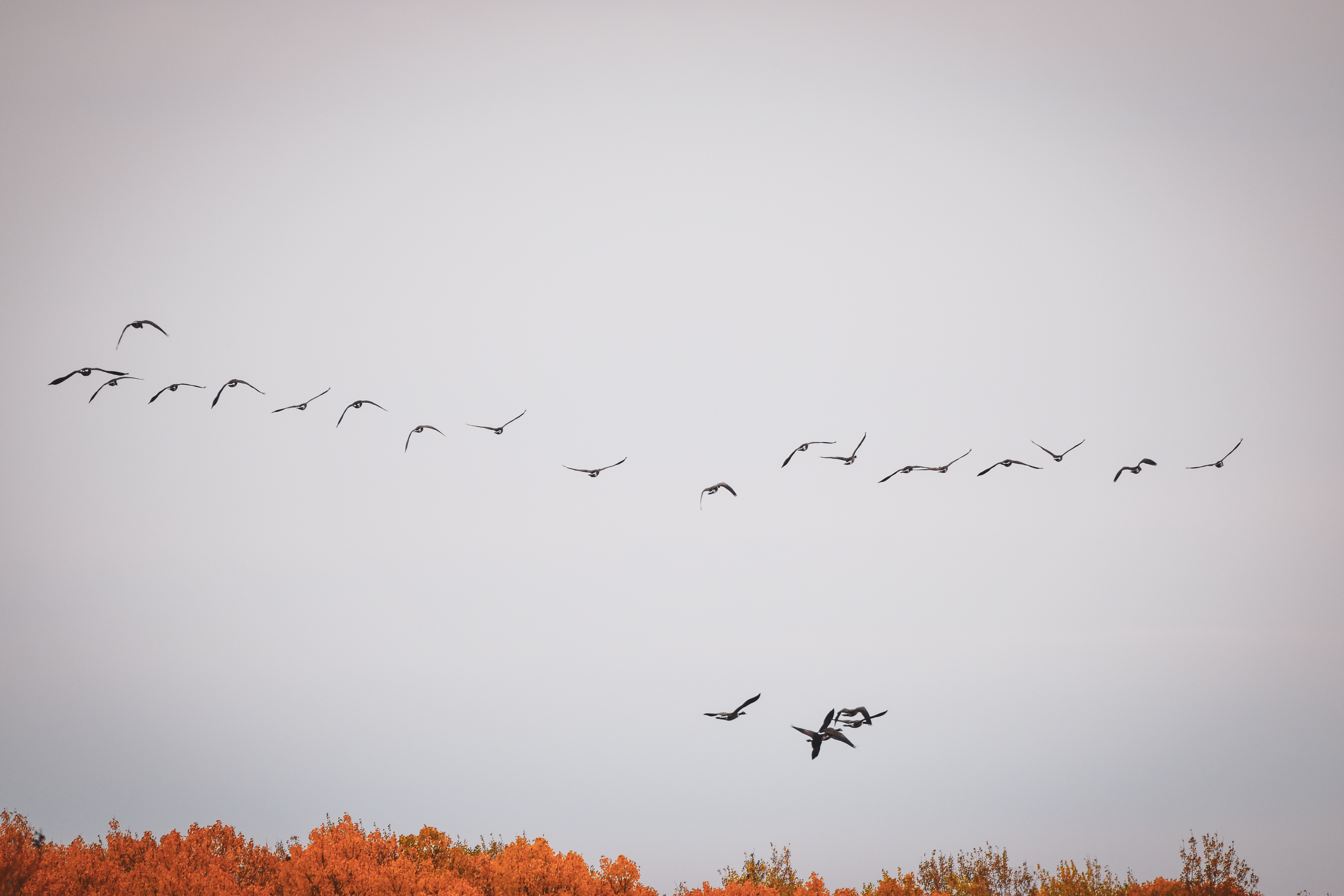 A flock of geese flying in formation against a grey sky.