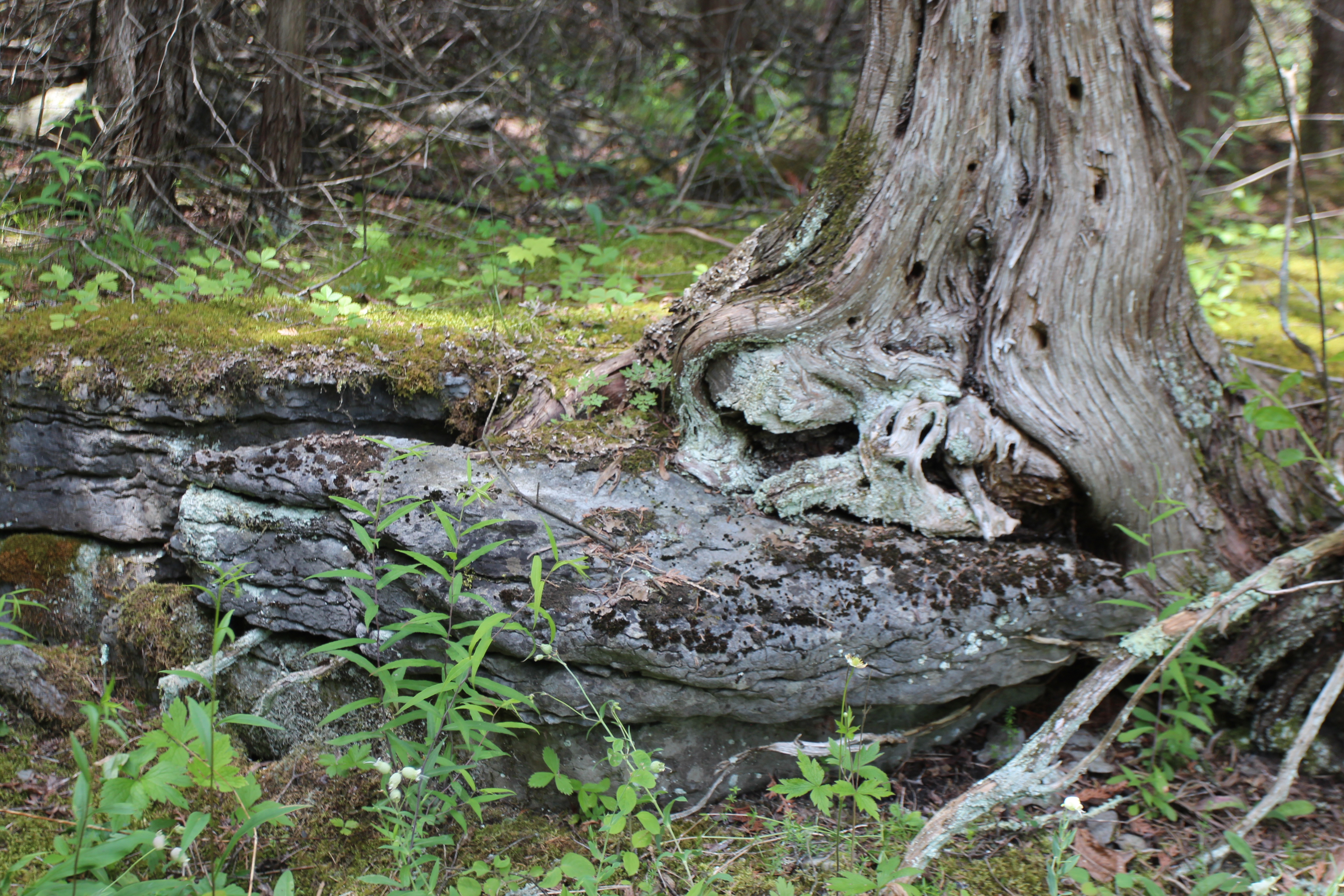 A tree grows over mossy limestone.