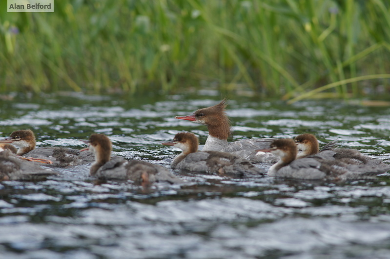 Common Merganser and chicks