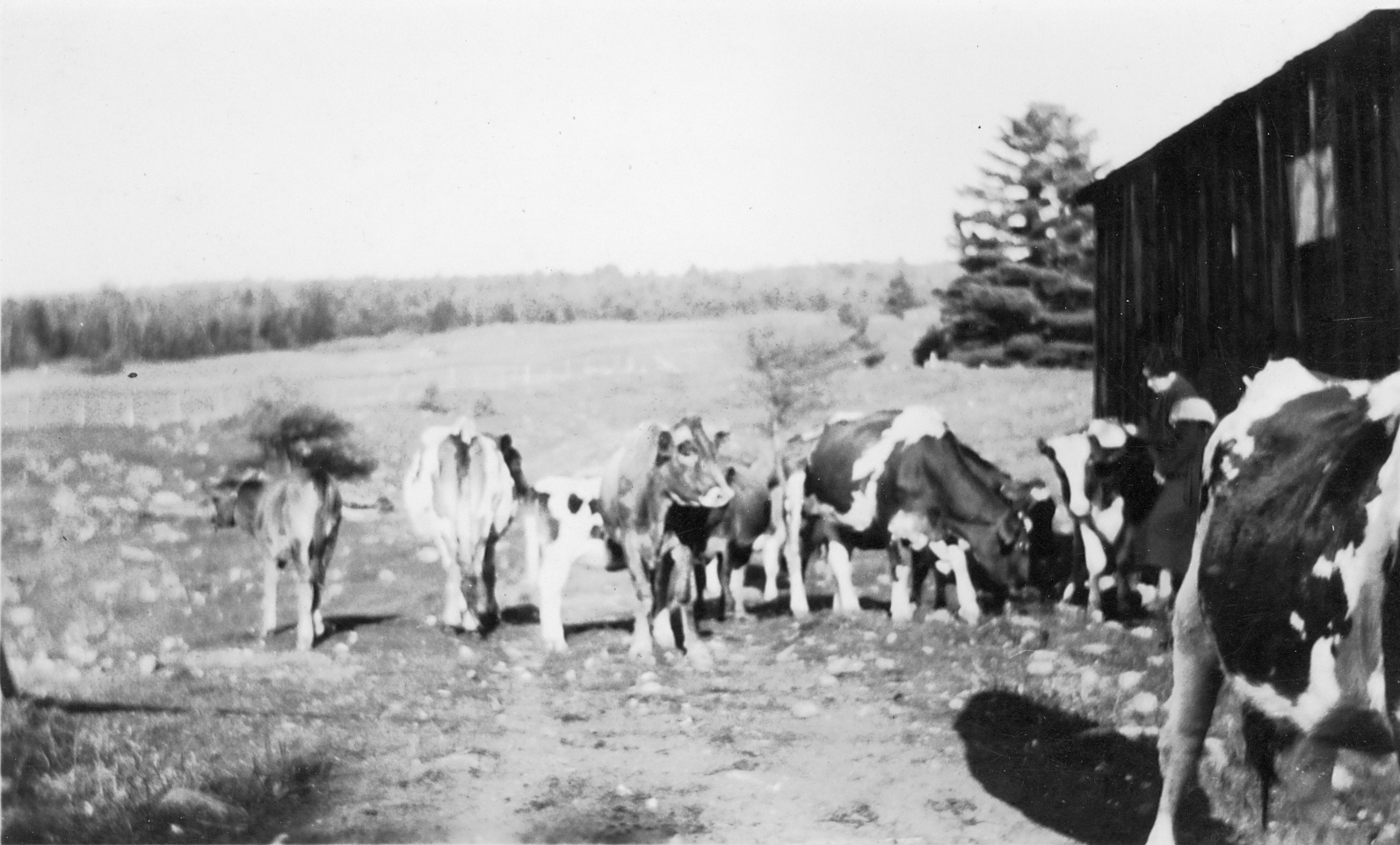 Hanley Farm Hamilton County History Eliza Darling