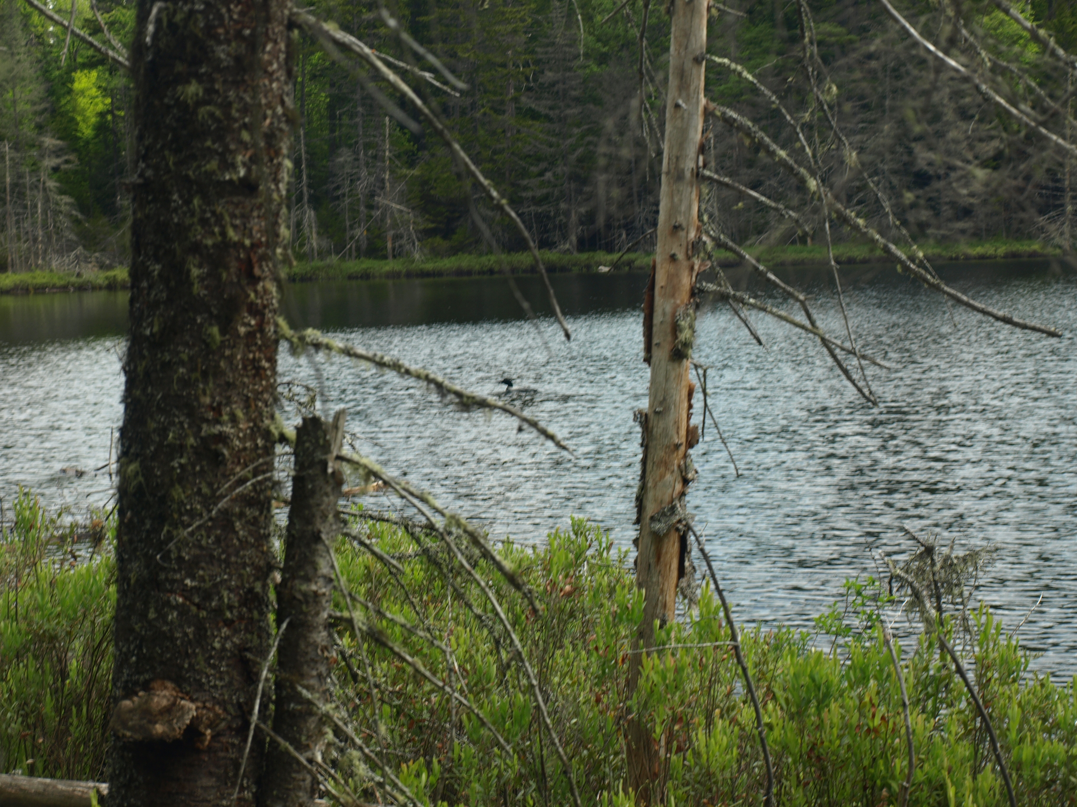 Barker Pond