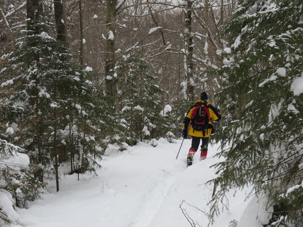 Along the Three-Brook Loop Ski Trail