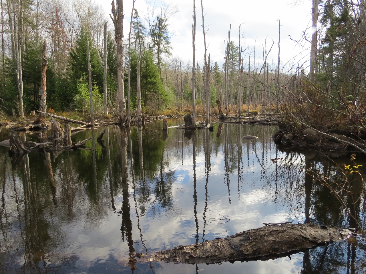 Wetland at Chain Lakes Road South