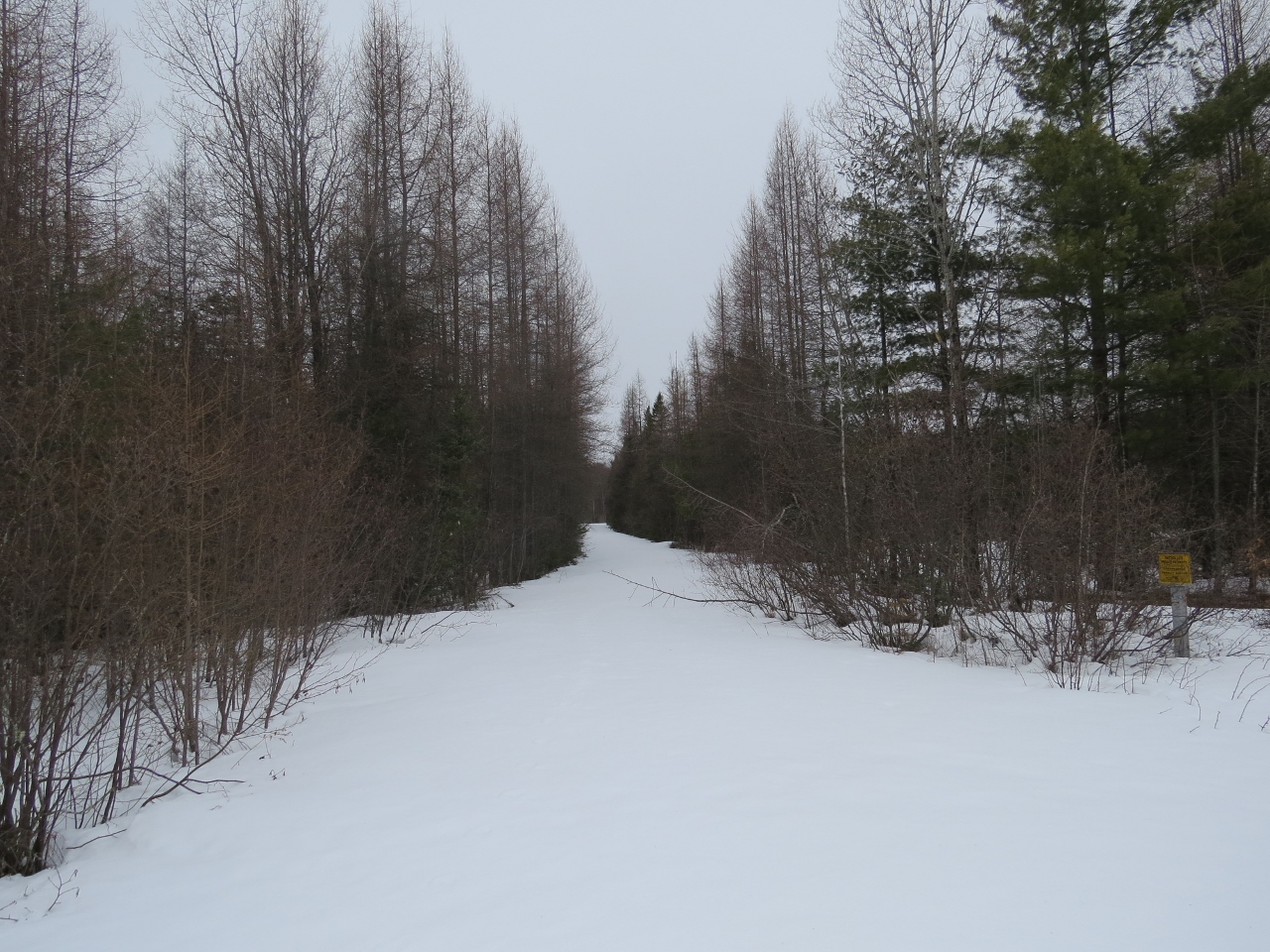 Boreal habitat along the Round Pond Road Trail