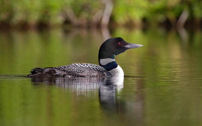 common loon - larry