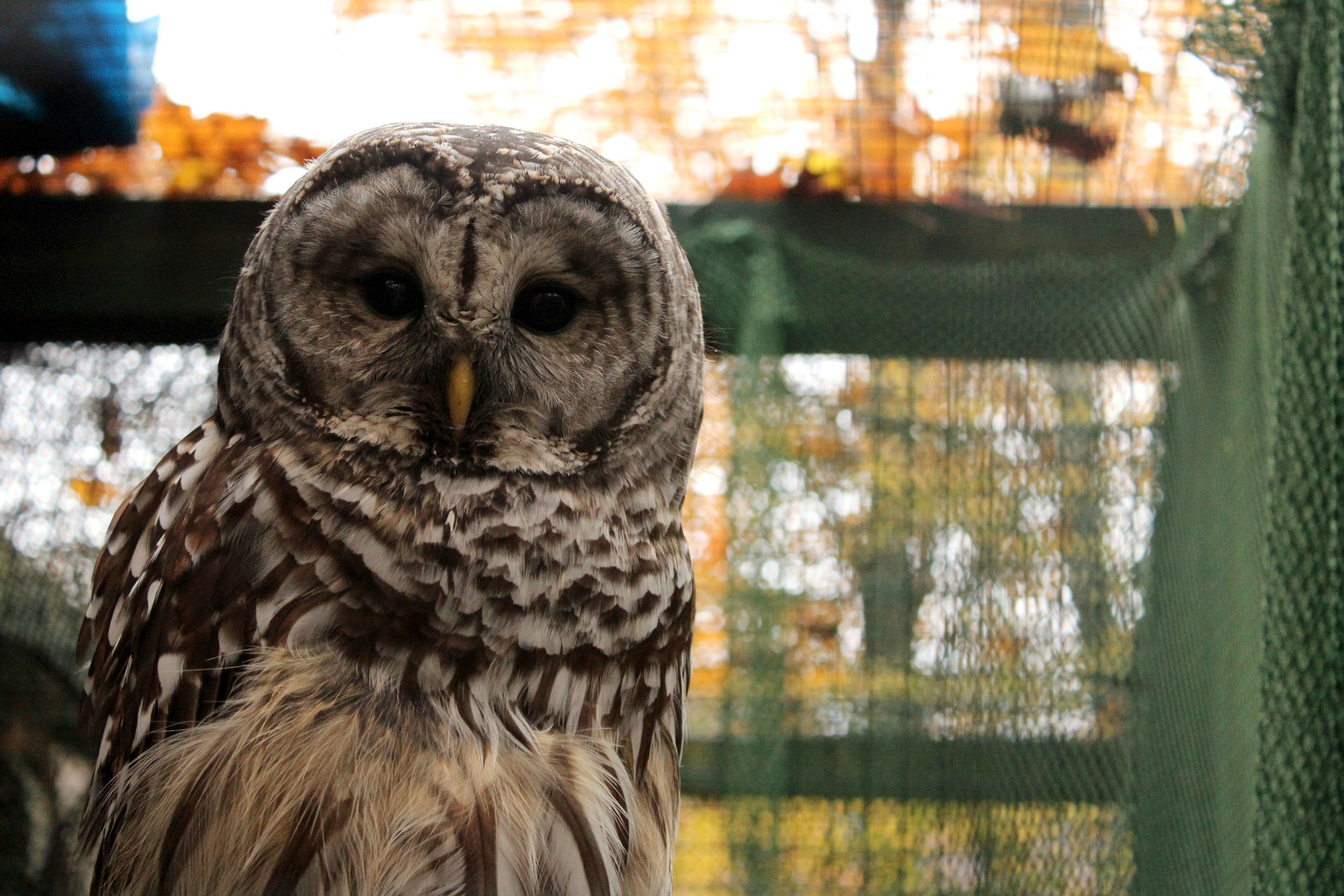 An owl