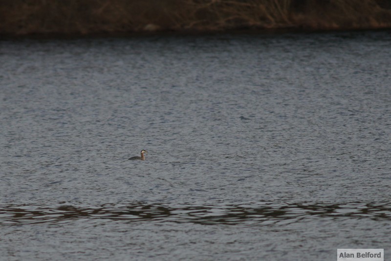 Red-necked Grebe