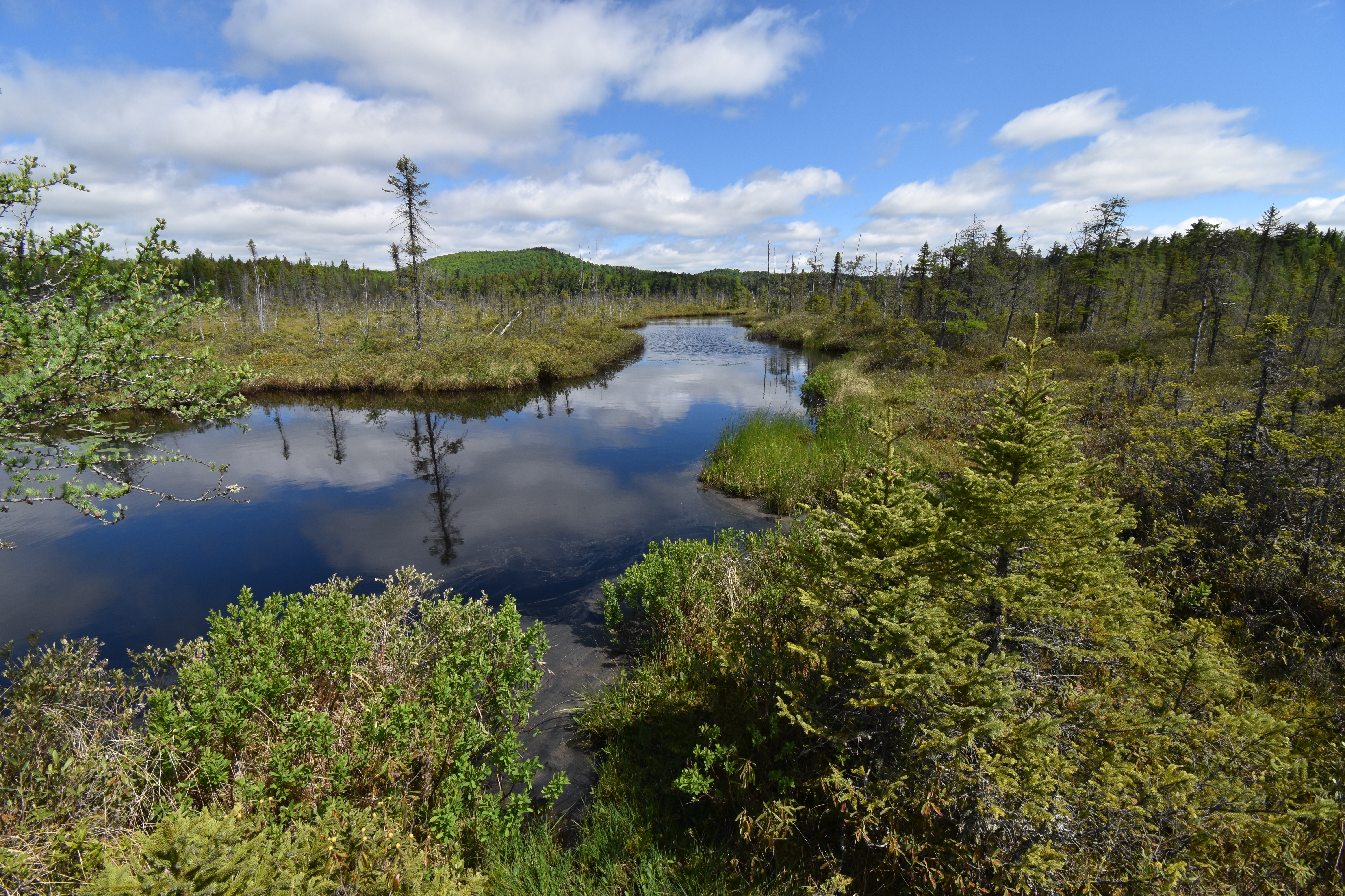 A brook surrounded by marshy plants and spruce trees.
