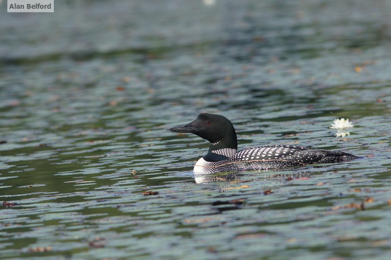 Common Loon 