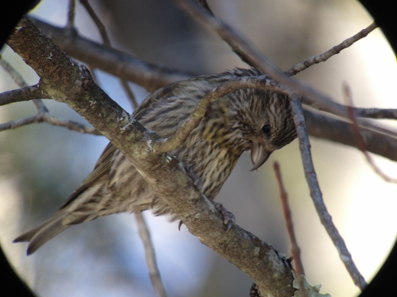 Juvenile Red Crossbill by Joan Collins