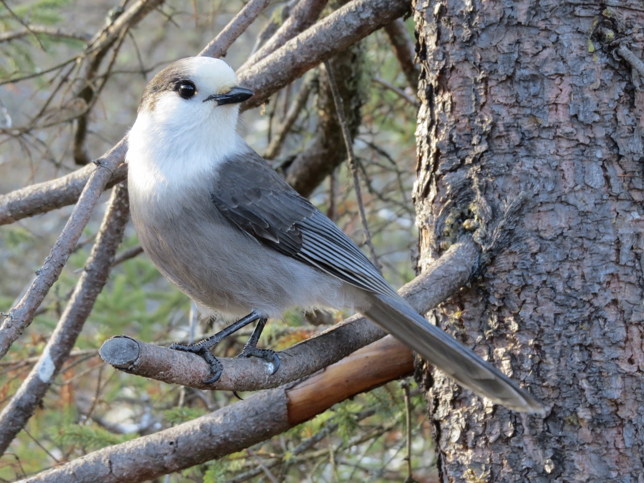 Canada Jay at Sabattis Bog.  Photo by Joan Collins